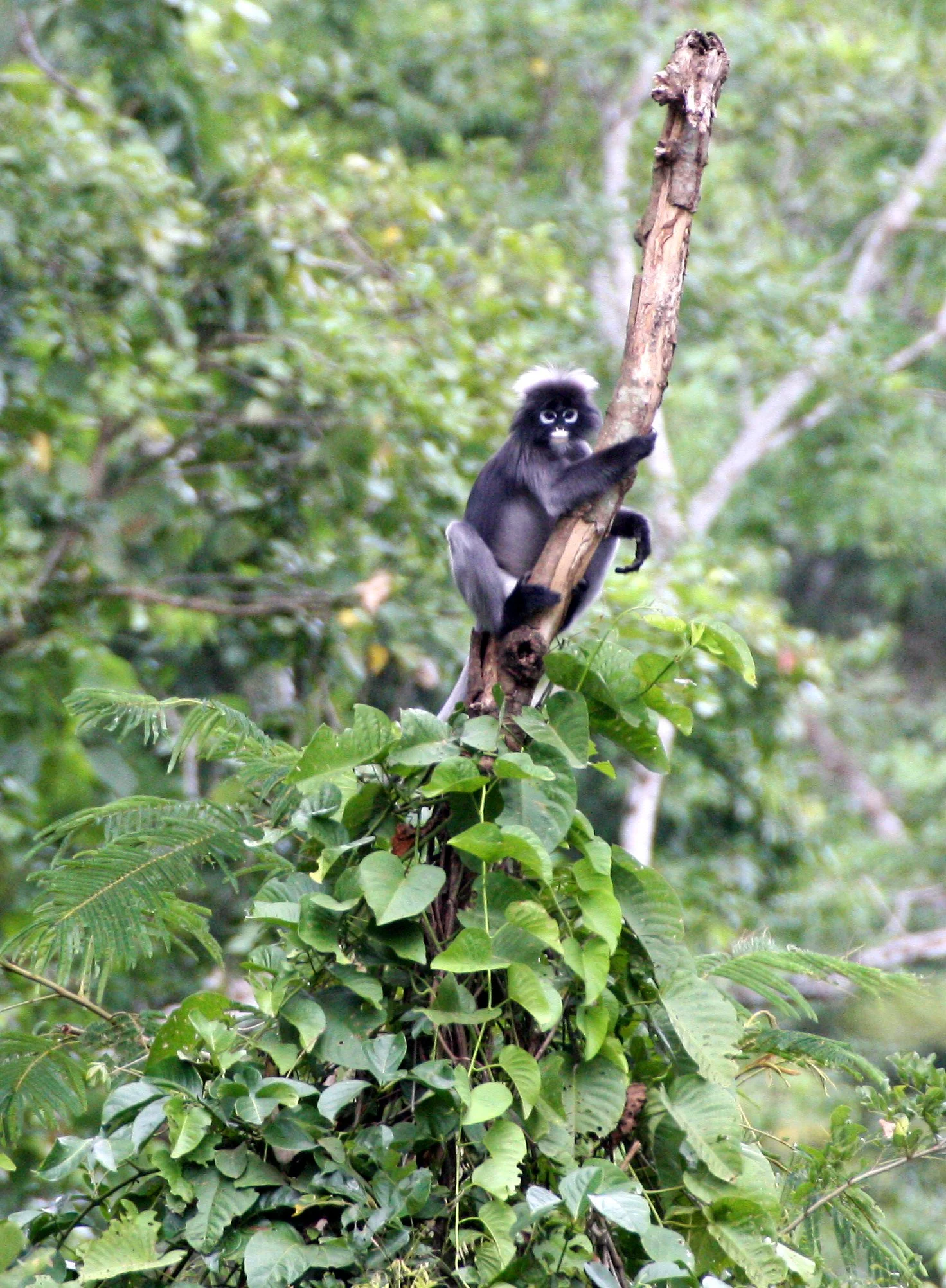 CERCOPITHECIDAE - Trachypithecus obscurus flavicauda - BLOND-TAILED (DUSKY) LANGUR - KAENG KRACHAN NAT'L PARK (33).JPG