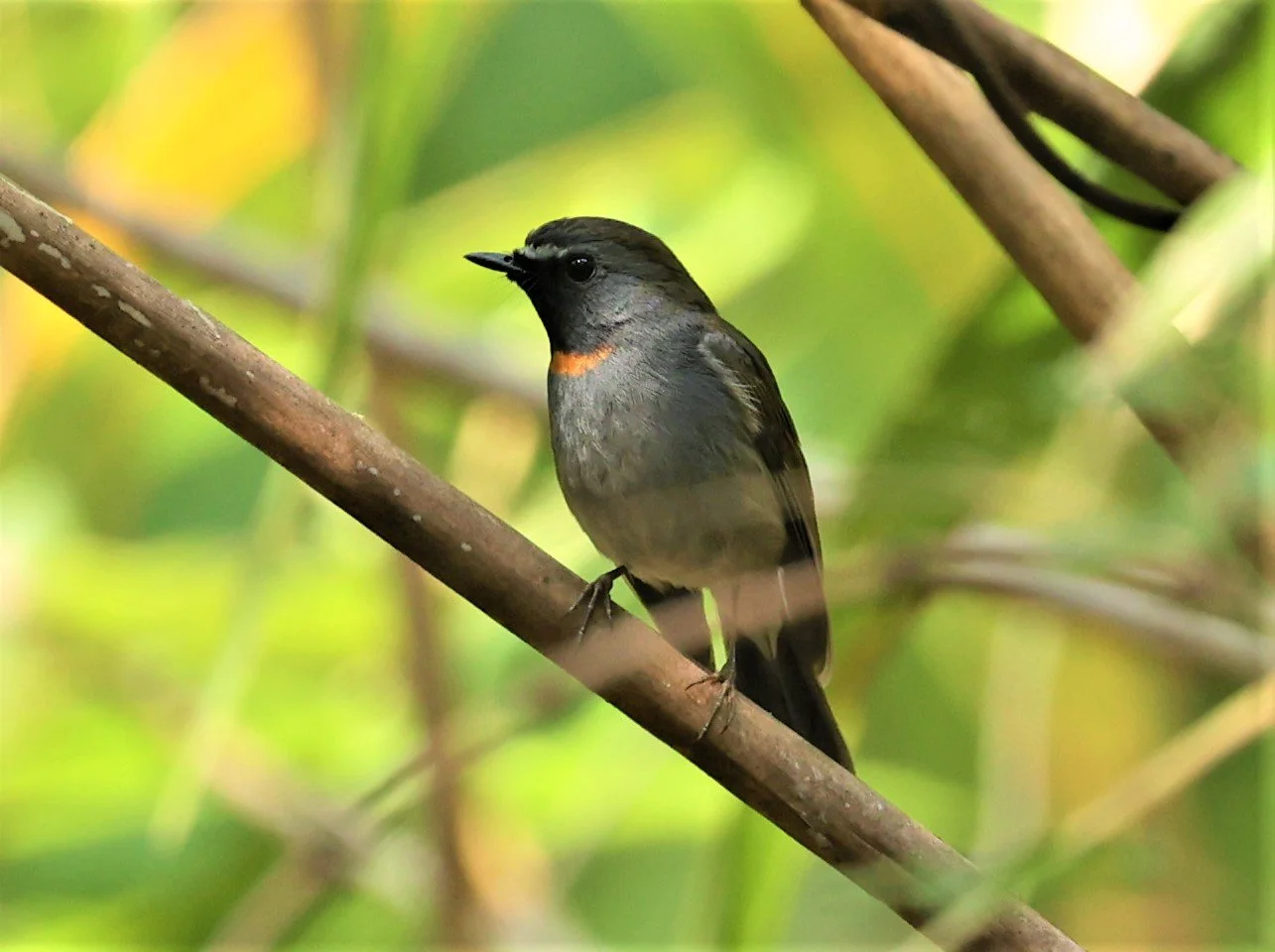 FLYCATCHER - RUFOUS-GORGETED FLYCATCHER - Ficedula strophiata - DOI SAN JU (DOI LANG WEST) FEB 2022 (33).jpg