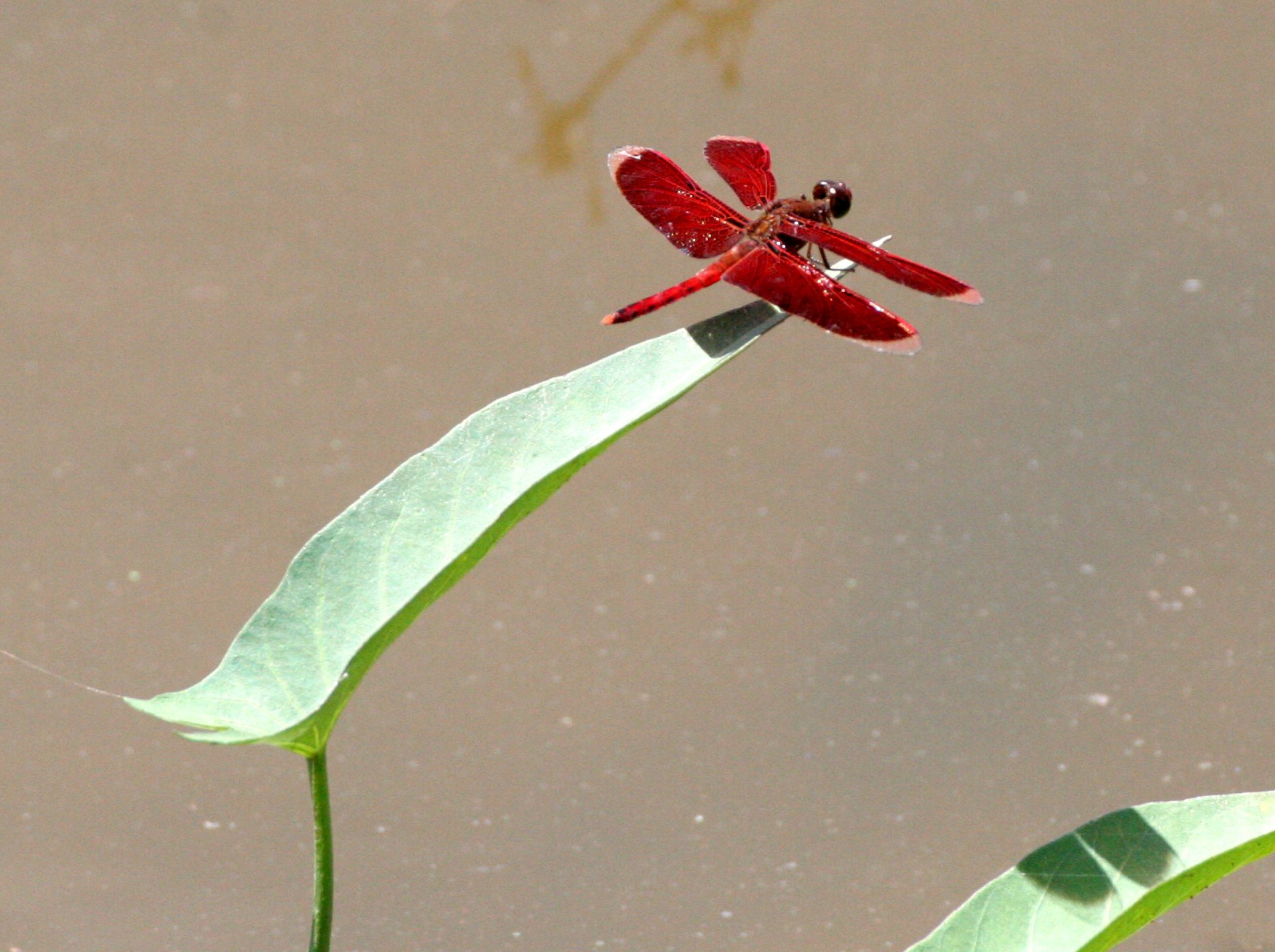 INVERT - ODONATA - SPECIES L - TABIN WILDLIFE RESERVE BORNEO.JPG