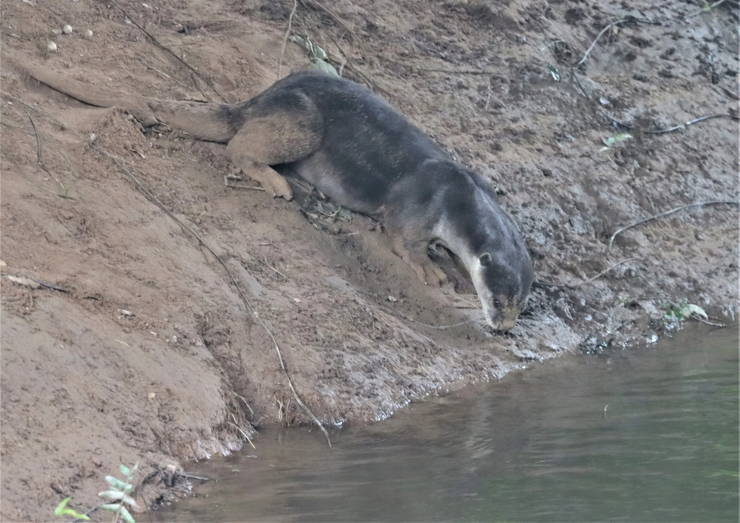 Lutrogale perspicillata perspicullata - SMOOTH-COATED OTTER - KHAO YAI NP SEP 18 2021 (60).jpg