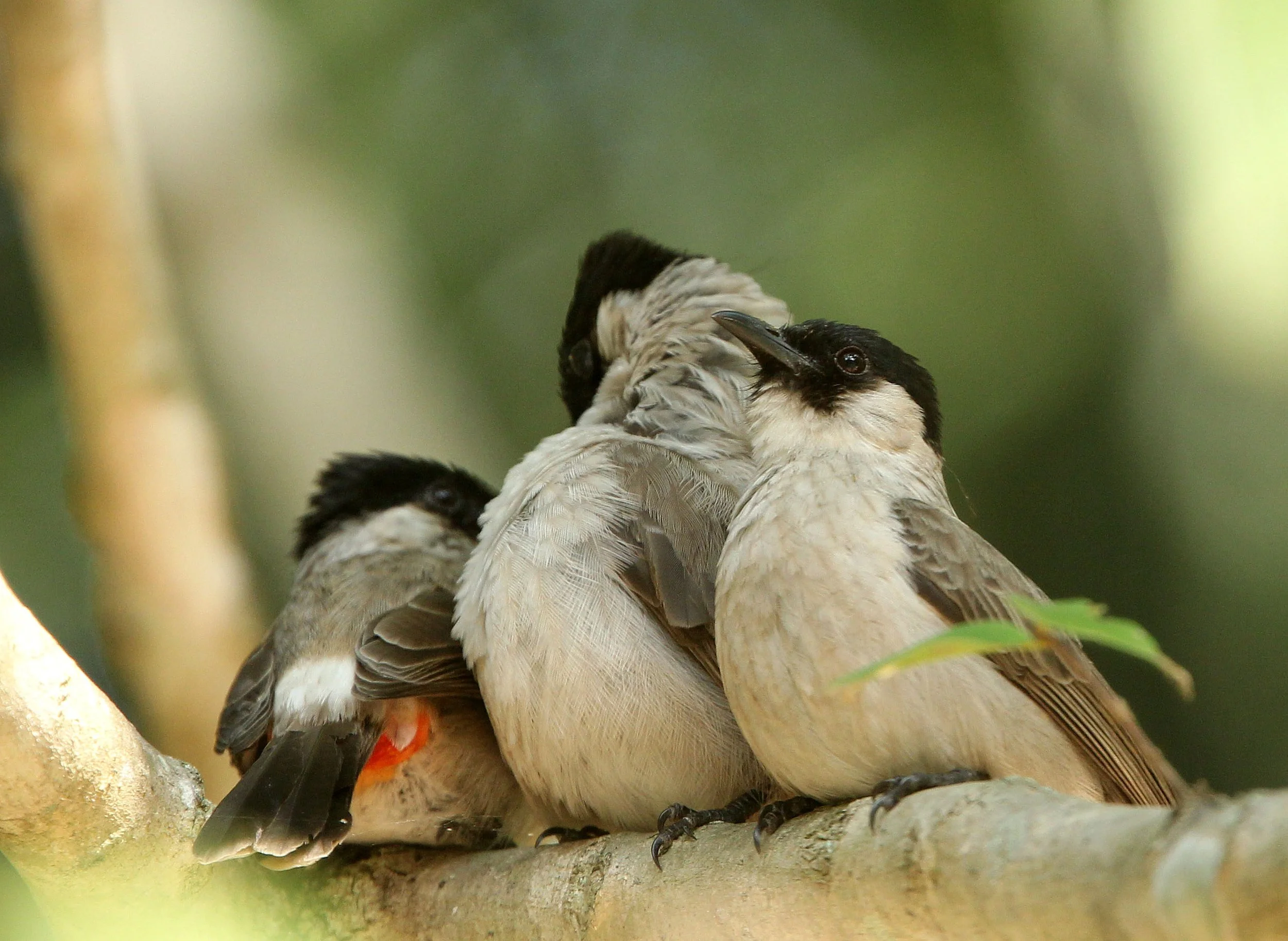 BULBUL - SOOTY-HEADED BULBUL - Pycnonotus aurigaster - HUAI KHA KHAENG NWS THAILAND (20).JPG