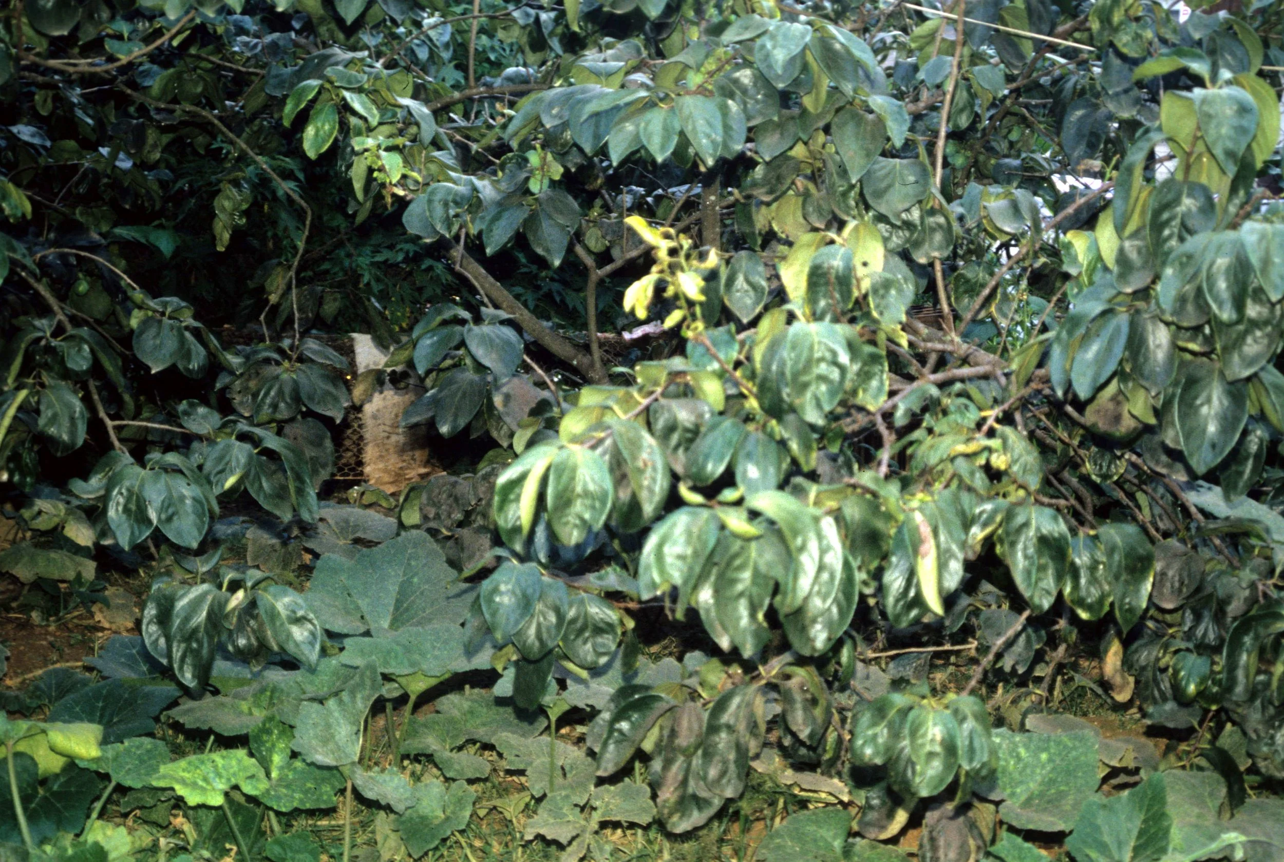 CU CHI TUNNELS - 1994 (2).jpg