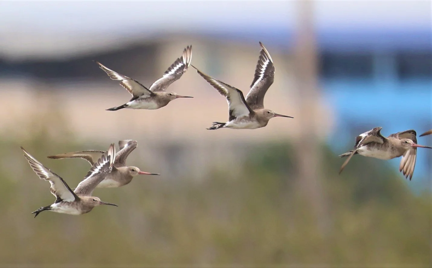 GODWIT - BLACK-TAILED GODWIT - Limosa limosa - BANG PU FOREST RESERVE SEPT 12 2021 (52).jpg
