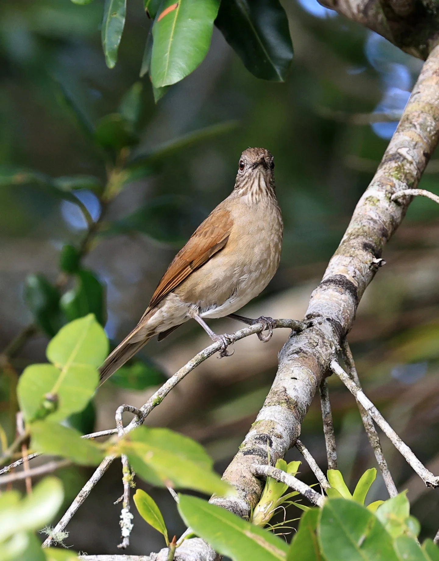Pale-breasted Thrush (Turdus leucomelas) Superagui National Park, Brazil