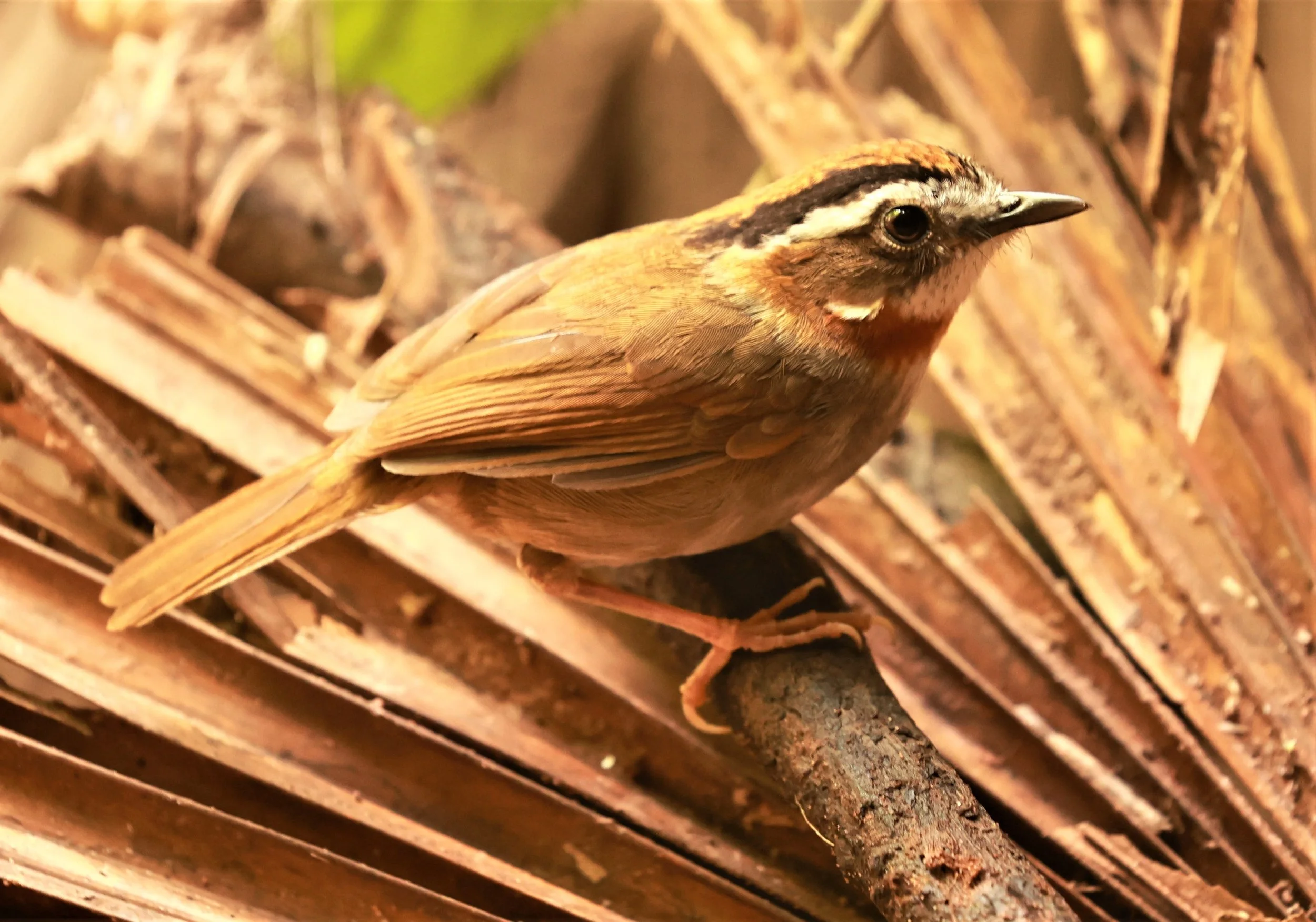 FULVETTA - RUFOUS-NECKED FULVETTA - Schoeniparus rufogularis - PHU SUAN SAI NATIONAL PARK LOEI PROVINCE (7).jpg