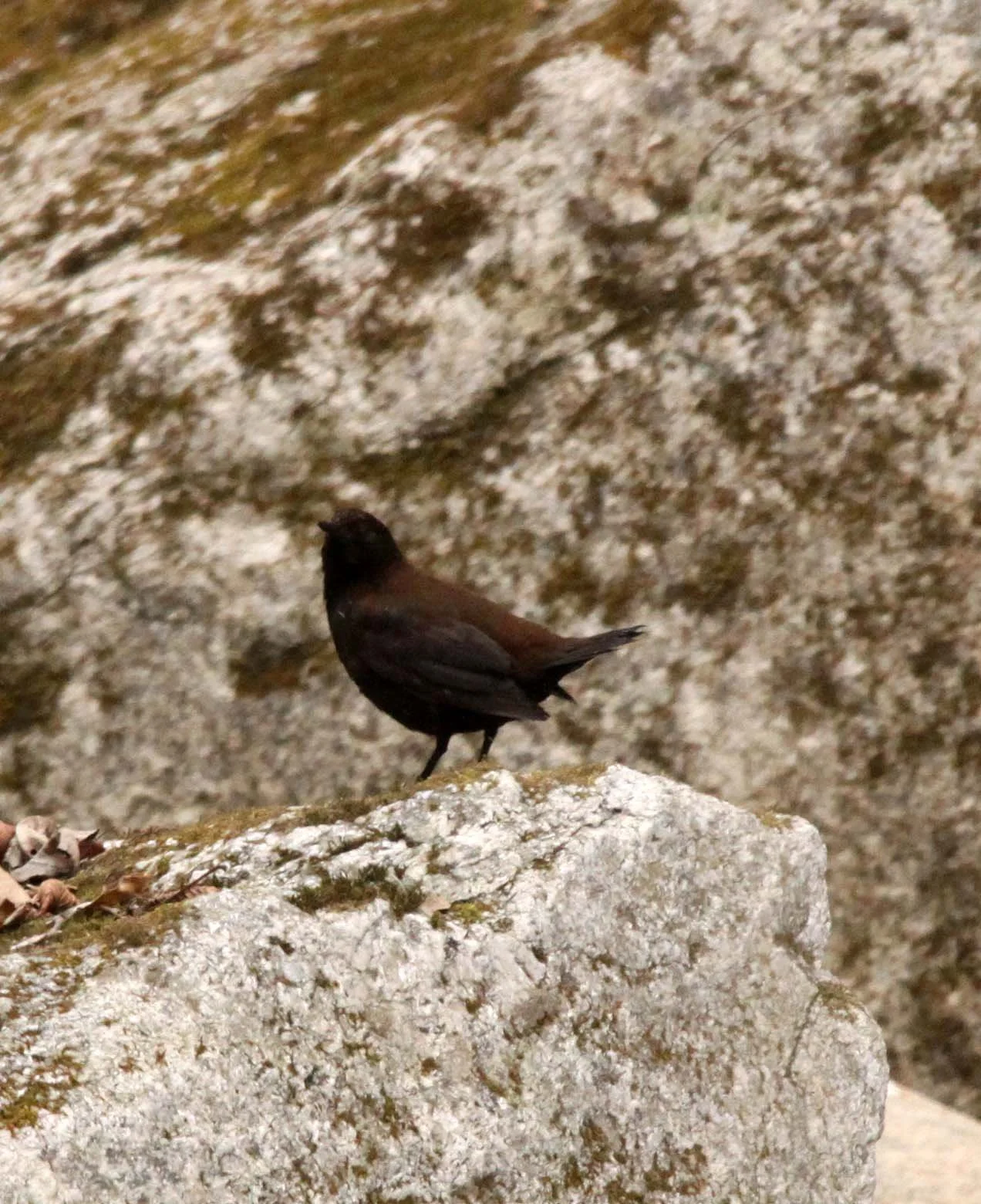 Brown dipper (Cinclus pallasii) Foping Nature Reserve Shaanxi China (11).JPG