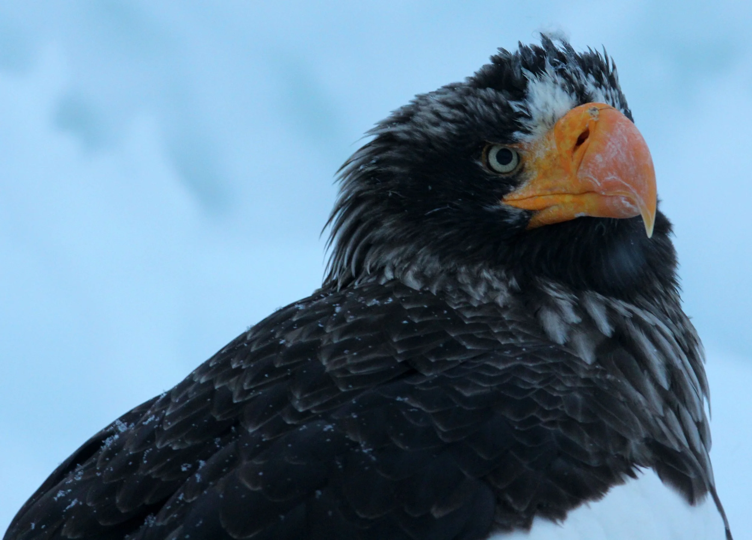 Haliaeetus pelagicus - STELLER'S SEA EAGLE - RAUSU, SHIRETOKO PENINSULA, HOKKAIDO JAPAN (220).JPG