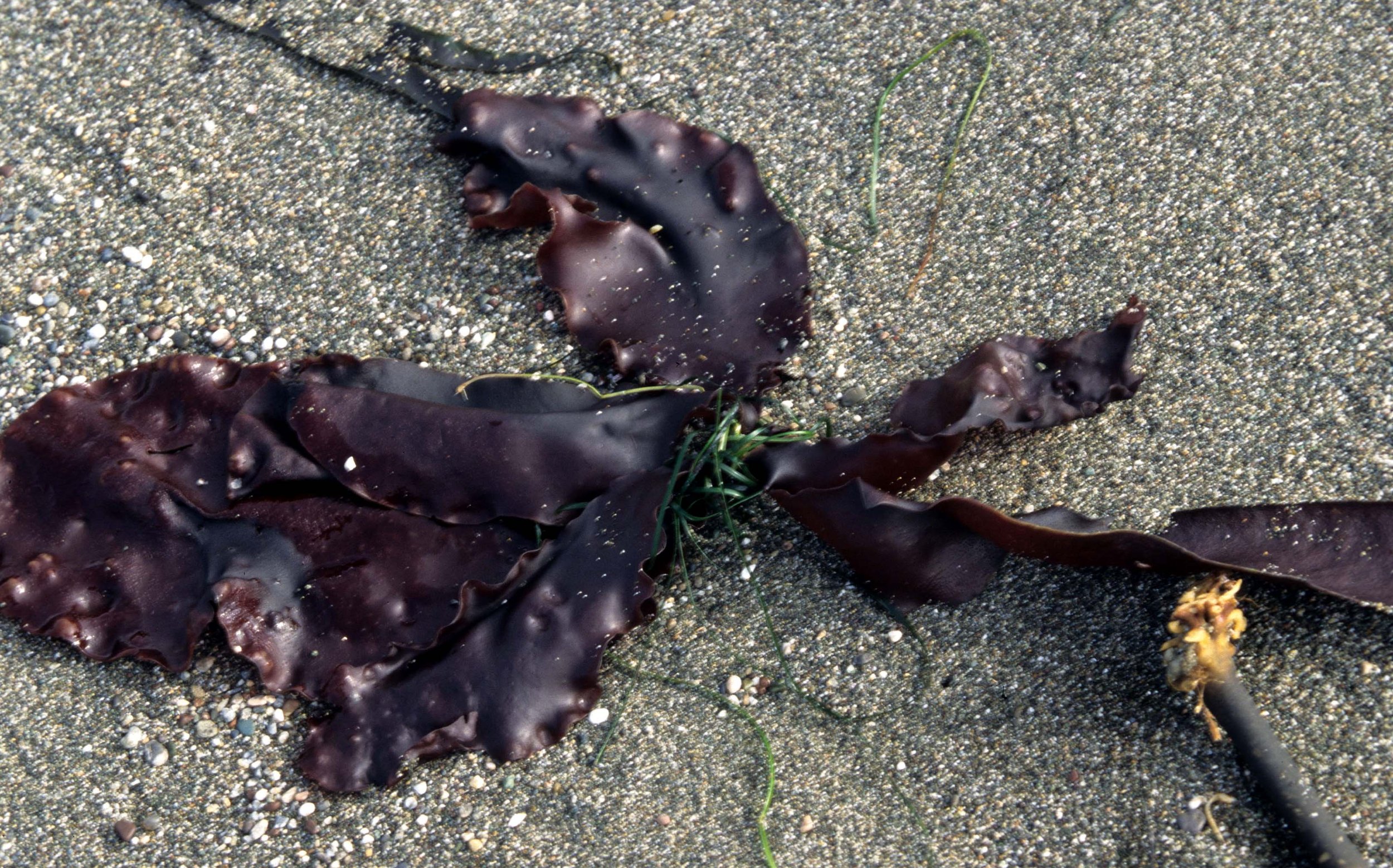 CALIFORNIA - BODEGA BAY - MARINE ALGAE SPECIES (9).jpg