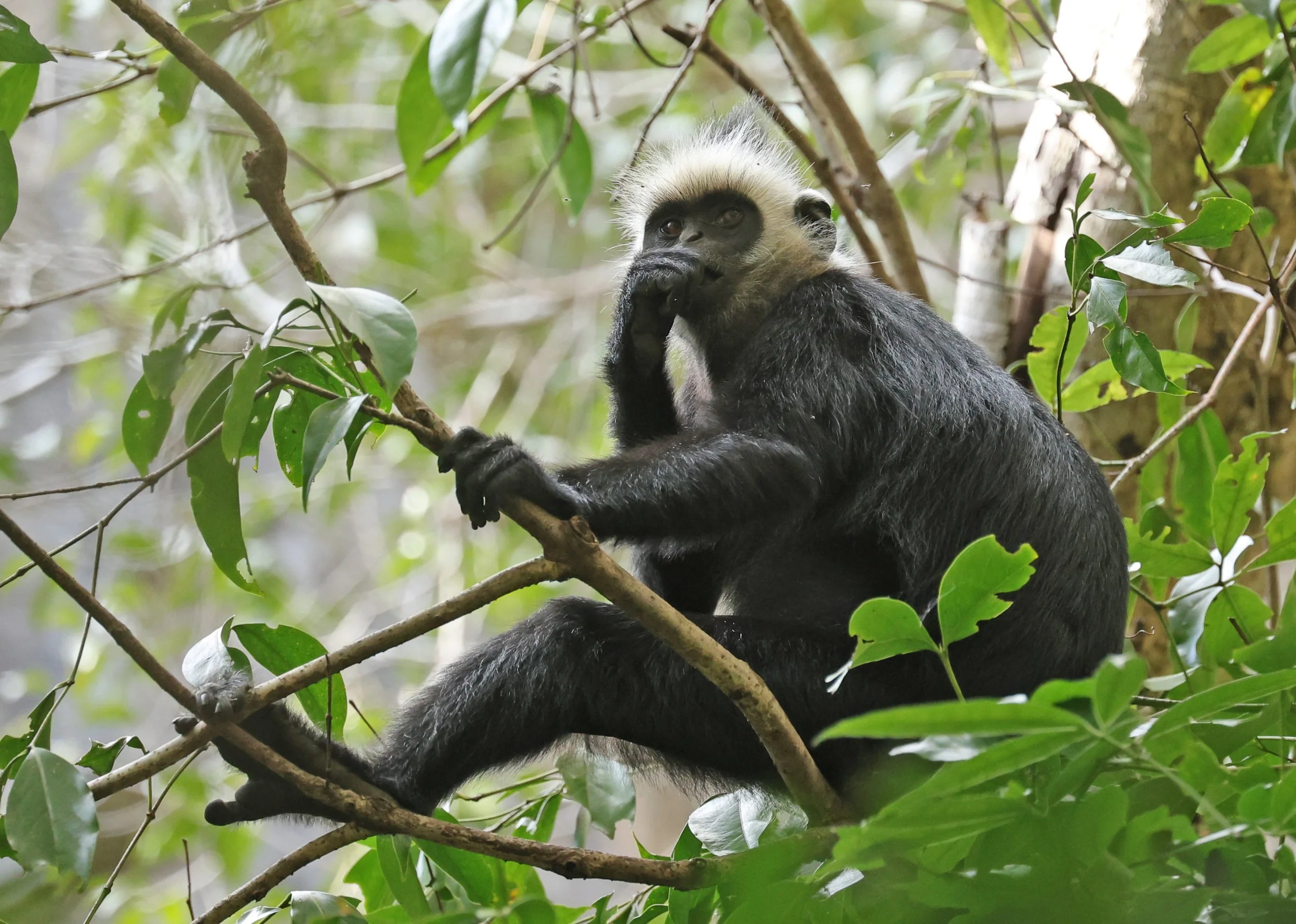 Laotian Langur or White-browed Black Langur (Trachypithecus laotum) The Rock Viewpoint, Khammouane Province Laos (84).jpg