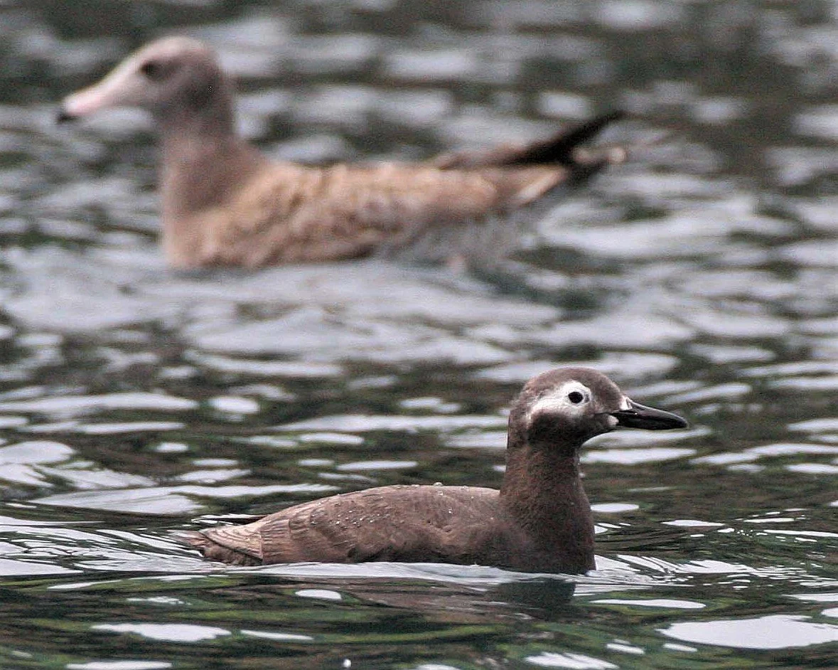 Cepphus carbo - SPECTACLED GUILLEMOT - MONERON ISLAND RUSSIA aa3.jpg