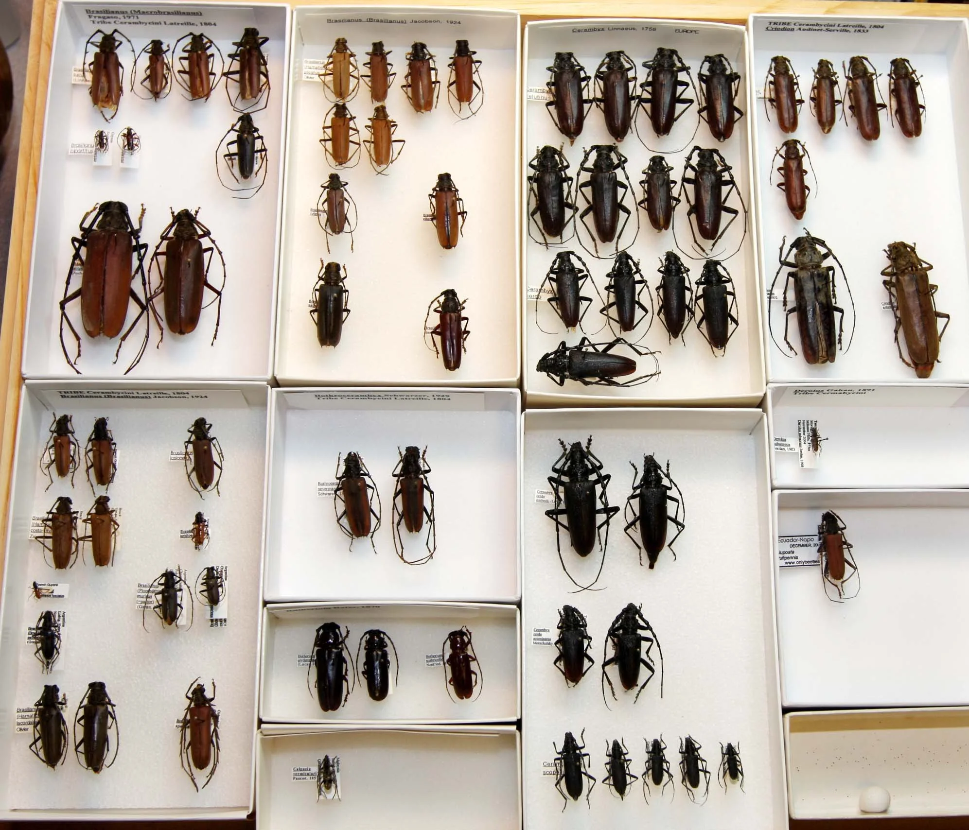 9 Cerambycinae - Cerambycini.JPG