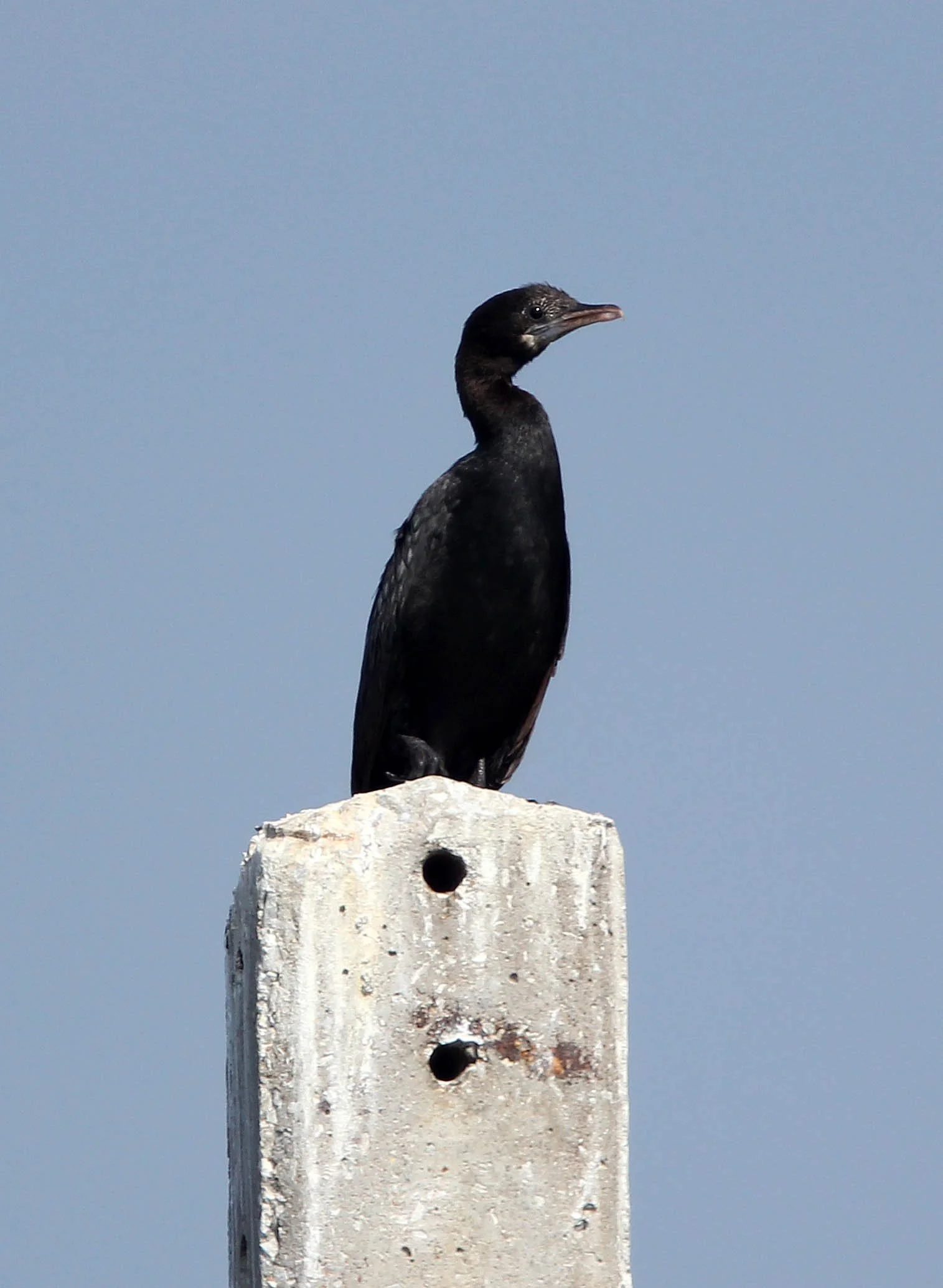 BIRD - CORMORANT - LITTLE CORMORANT - BAN TABOON HARBOR PETCHABURI (12).JPG