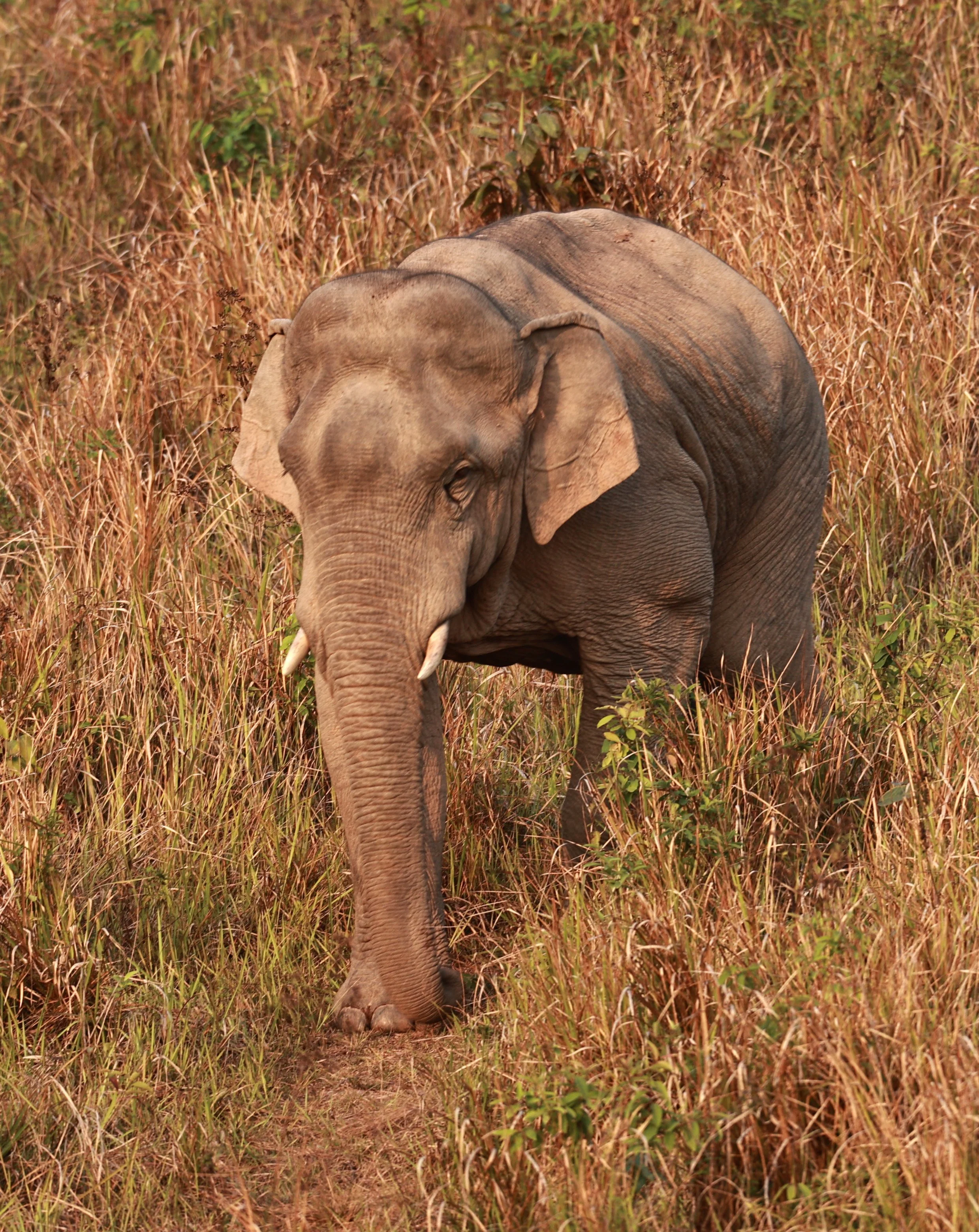 Asian Elephant (Elephas maximus) Khao Yai National Park, Thailand (35).jpg