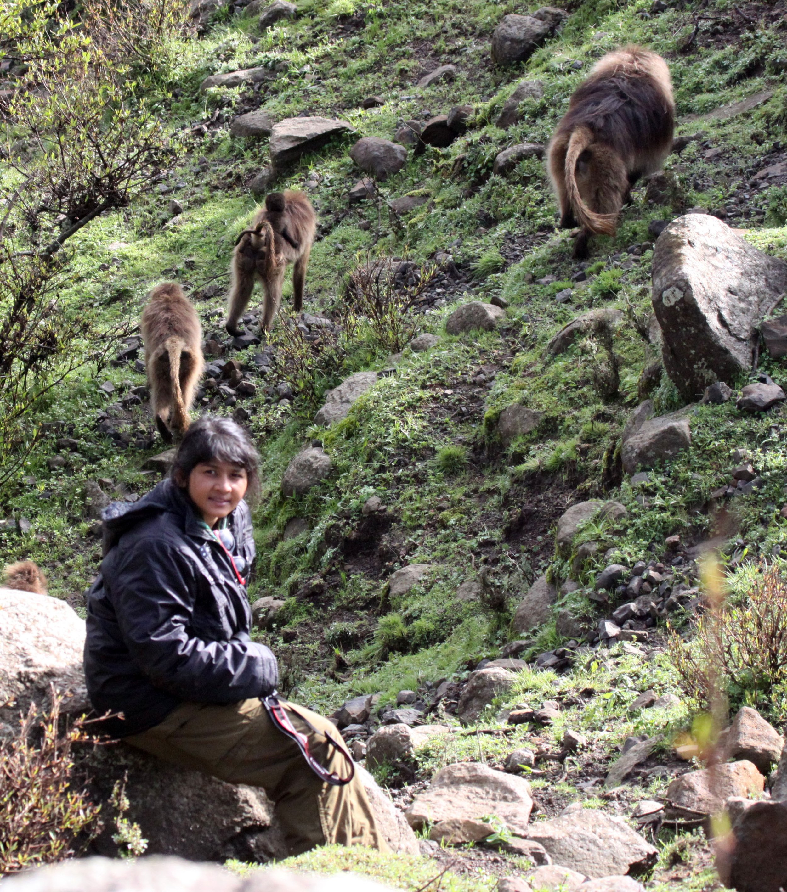CERCOPITHECIDAE - Theropithecus gelada - GELADA - SIMIEN MOUNTAINS NATIONAL PARK ETHIOPIA (1382).JPG