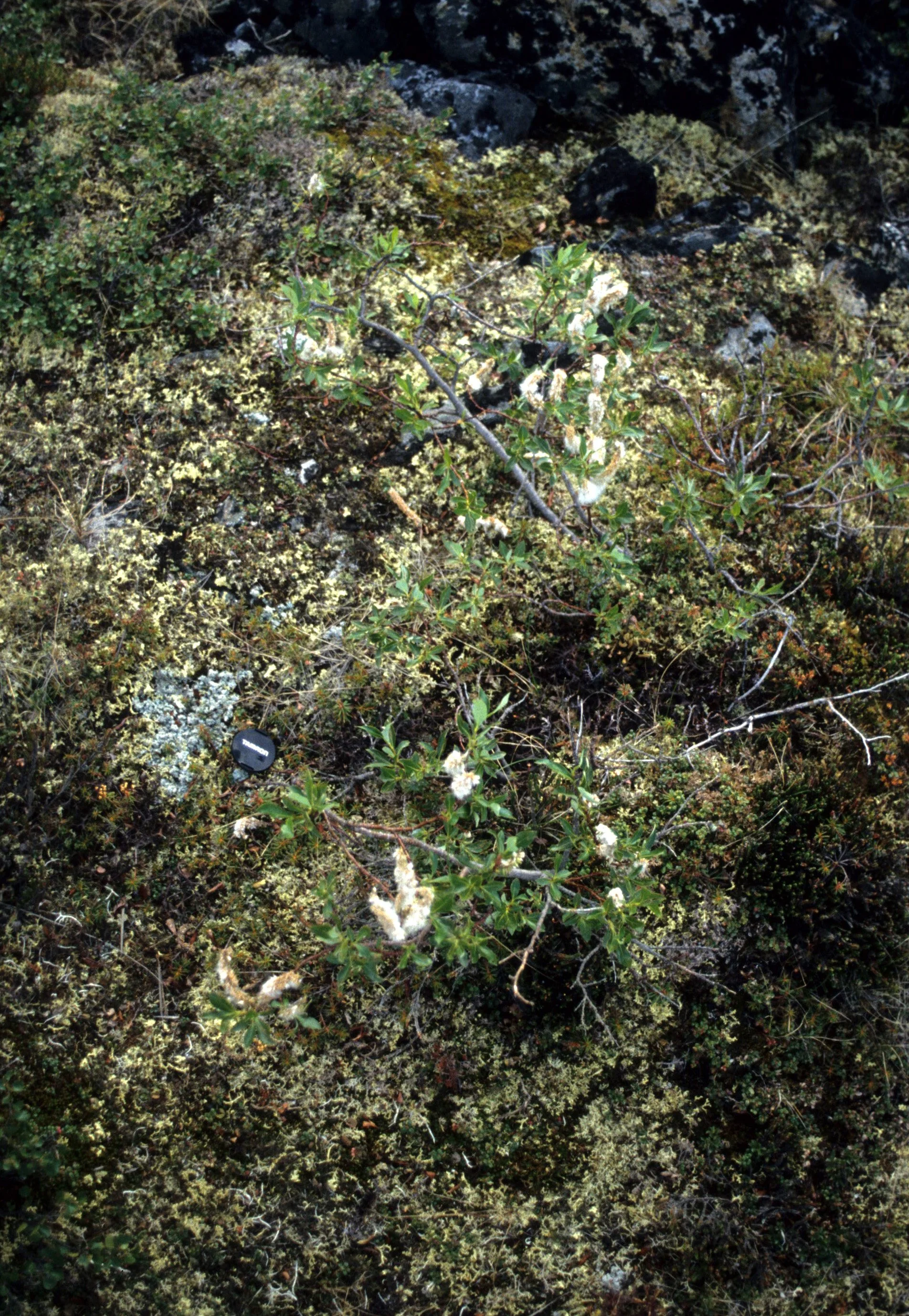 YUKON - SALIX COMMUNITY.jpg