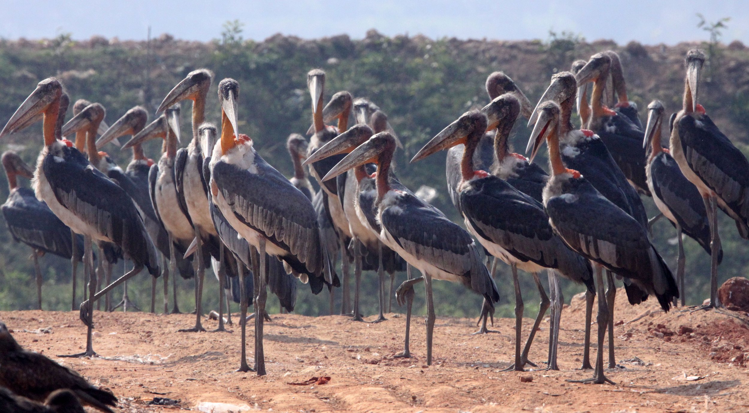 STORK - GREATER ADJUTANT STORK - Leptoptilos dubius - GUWAHATI DUMP ASSAM INDIA (5).JPG