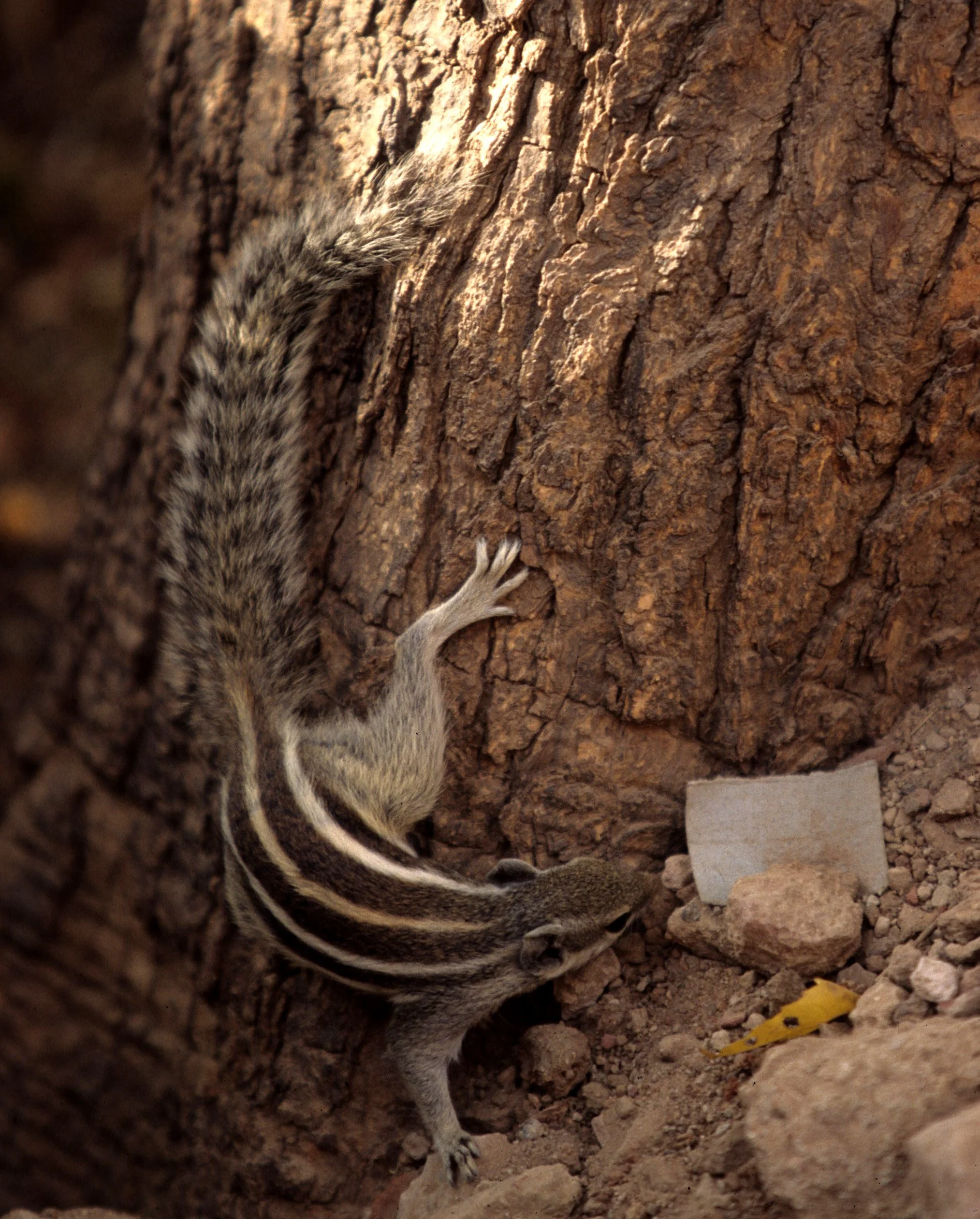 RODENTIA - SQUIRREL - SPECIES A - KALEODEO INDIA.jpg