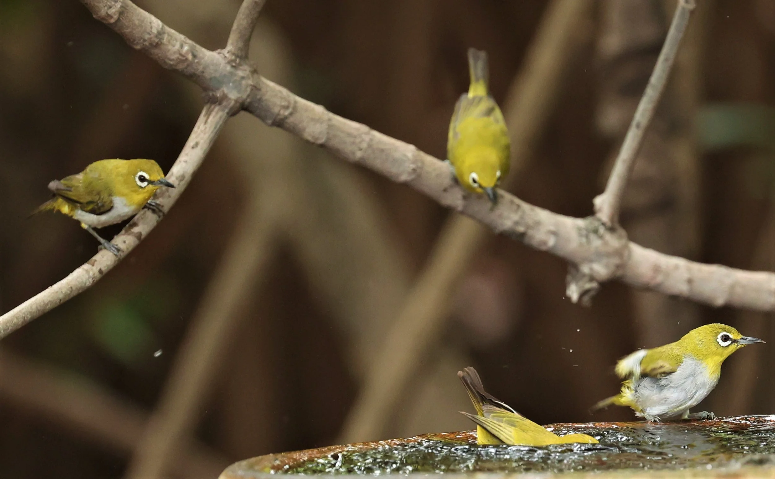 Swinhoe's White-eye (Zosterops simplex) Bang Pu Recreational Park & Mangrove Forest (111).jpg