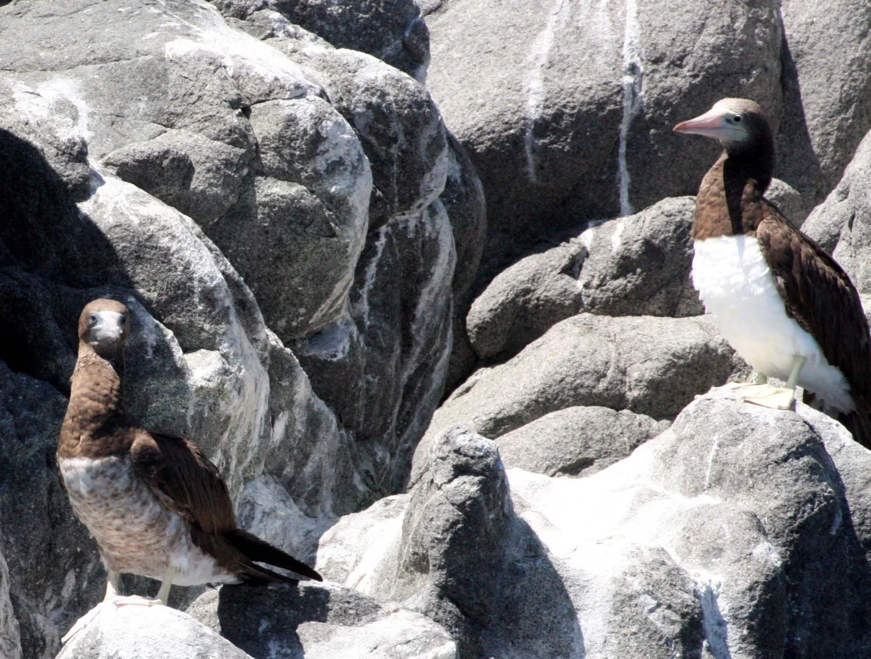 Brown Booby (Sula leucogaster) Santa Catalina Island Baja Mexico (23).JPG