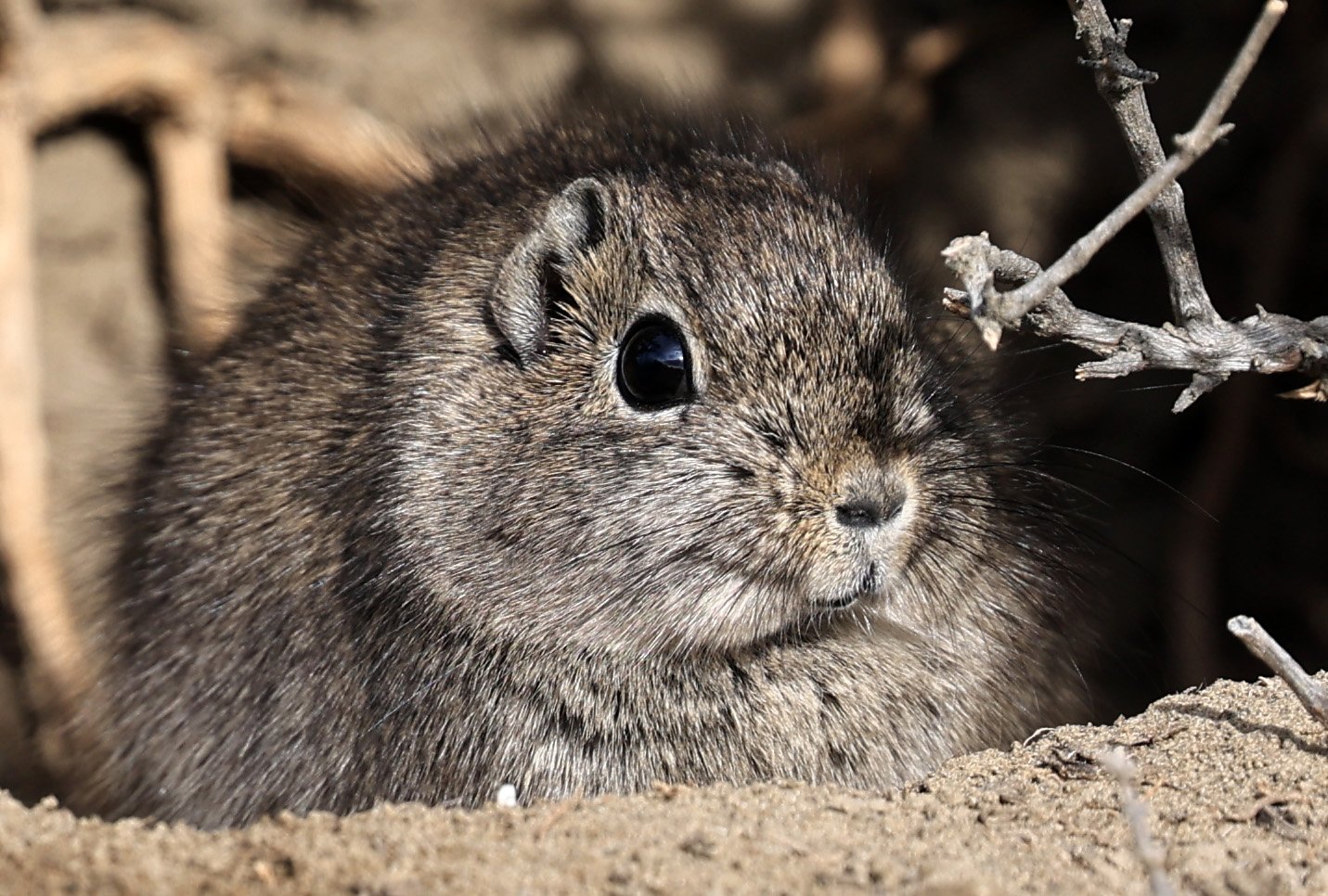 Southern Mountain Cavy (Microcavia australis) Valdes Peninsula, Chubut Province, Argentina Day 2 (1 (10).jpg