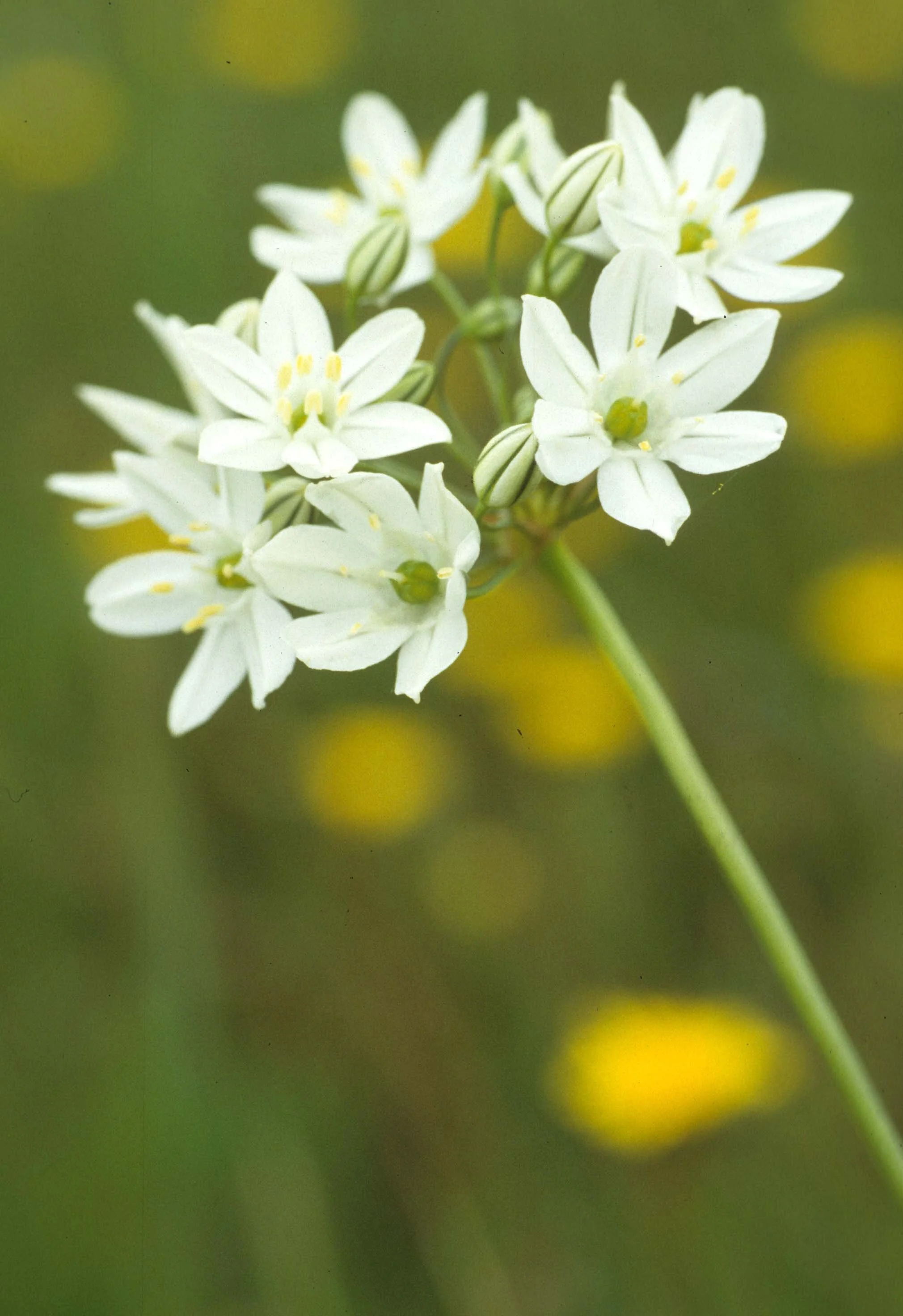 MONTANA - GLACIER - BRODEA SPECIES (2).jpg