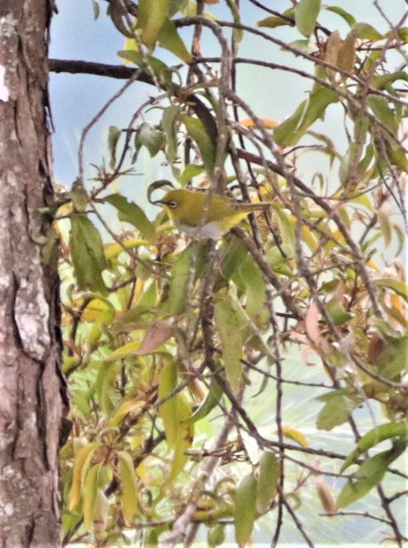 Indian White-eye (Zosterops palpebrosus) Doi Ang Kang Chiang Mai (1).jpg