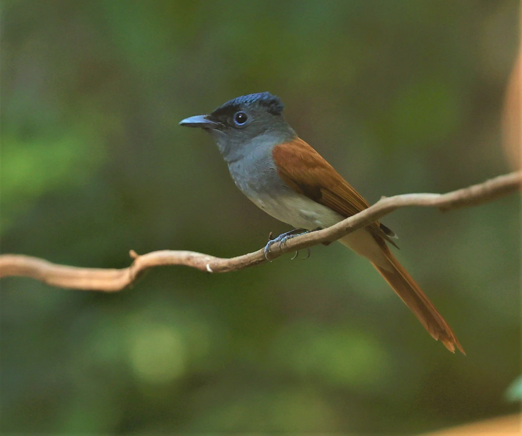 PARADISE-FLYCATCHER - BLYTH'S PARADISE-FLYCATCHER - Terpsiphone affinis - WAT THAM PRATHUM CHONBURI JAN 30 2022 (53).jpg