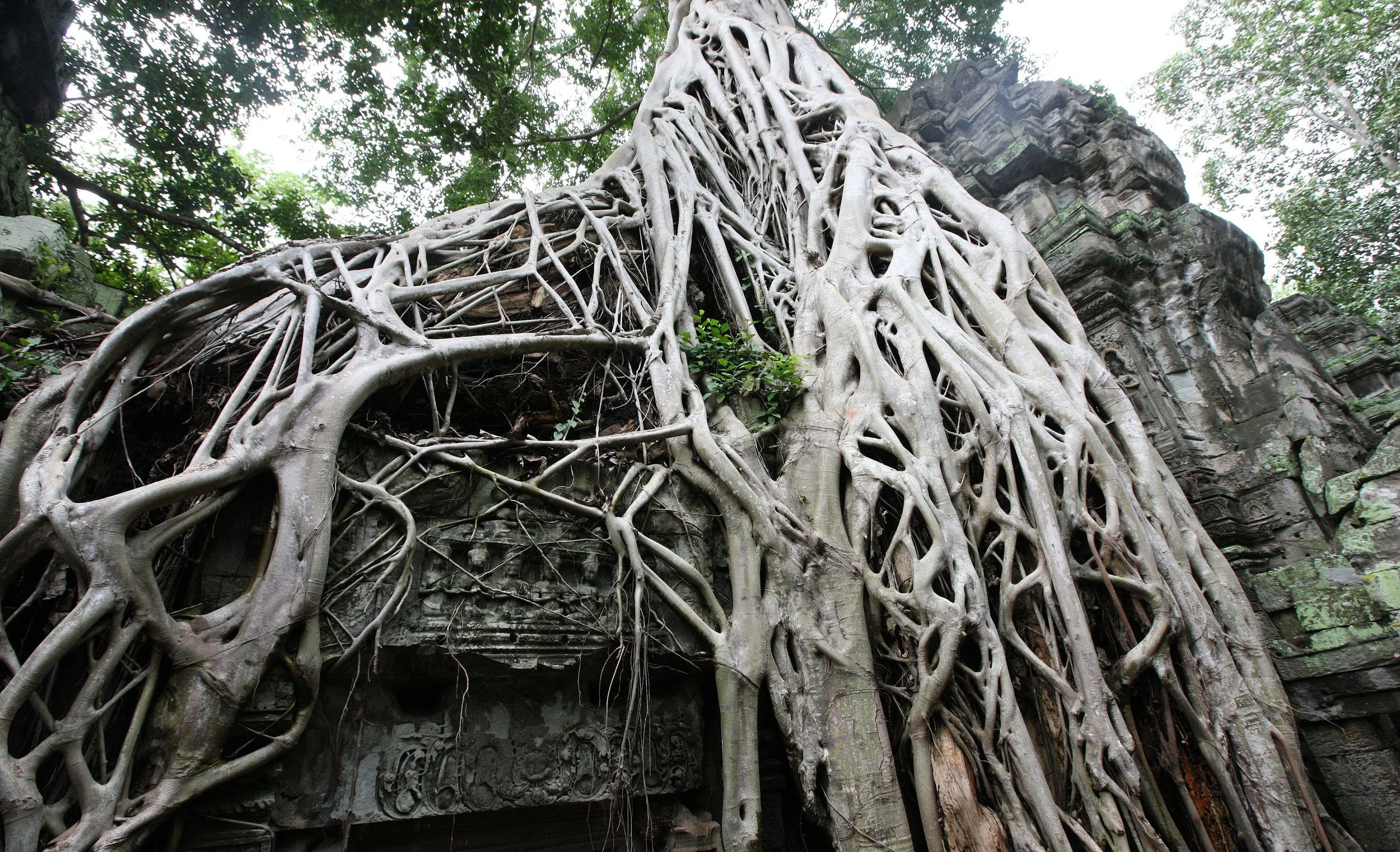 TA PROHM TEMPLE CAMBODIA - JULY 2010 (38).JPG