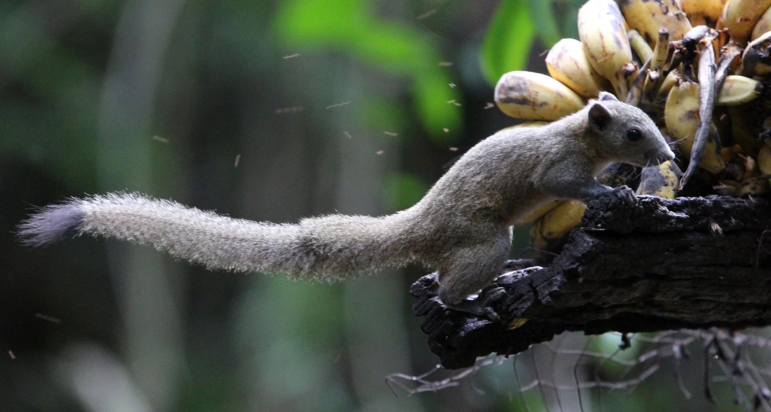 Callosciurus caniceps caniceps - MAINLAND GREY-BELLIED SQUIRREL -  KAENG KRACHAN NP THAILAND (35).JPG