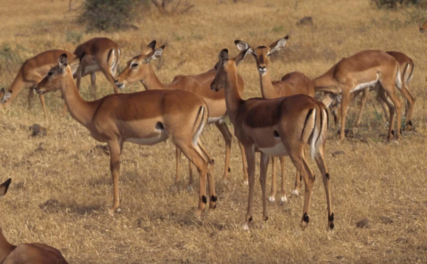 BOVID - IMPALLA-UGANDA (6).jpg