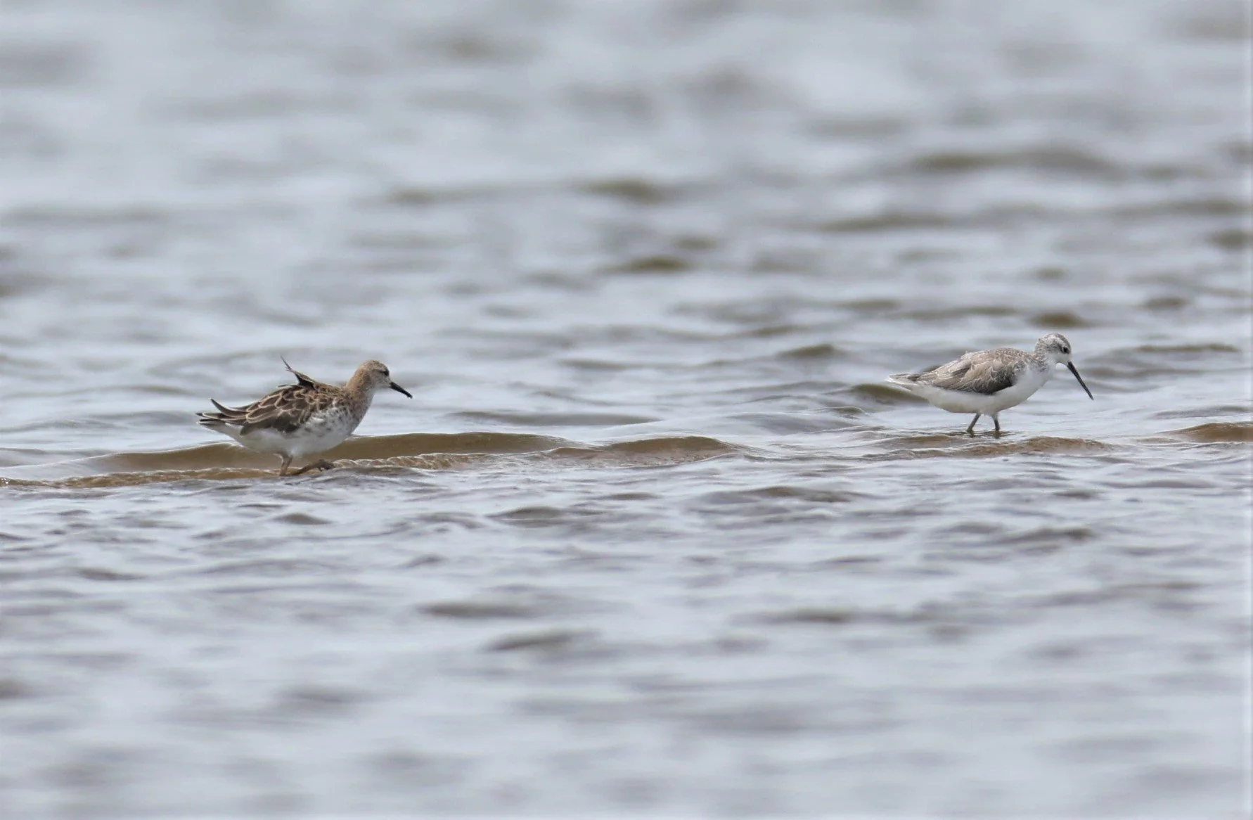 RUFF - Philomachus pugnax - CHACHOENGSAO  SALT PANS (2).jpg