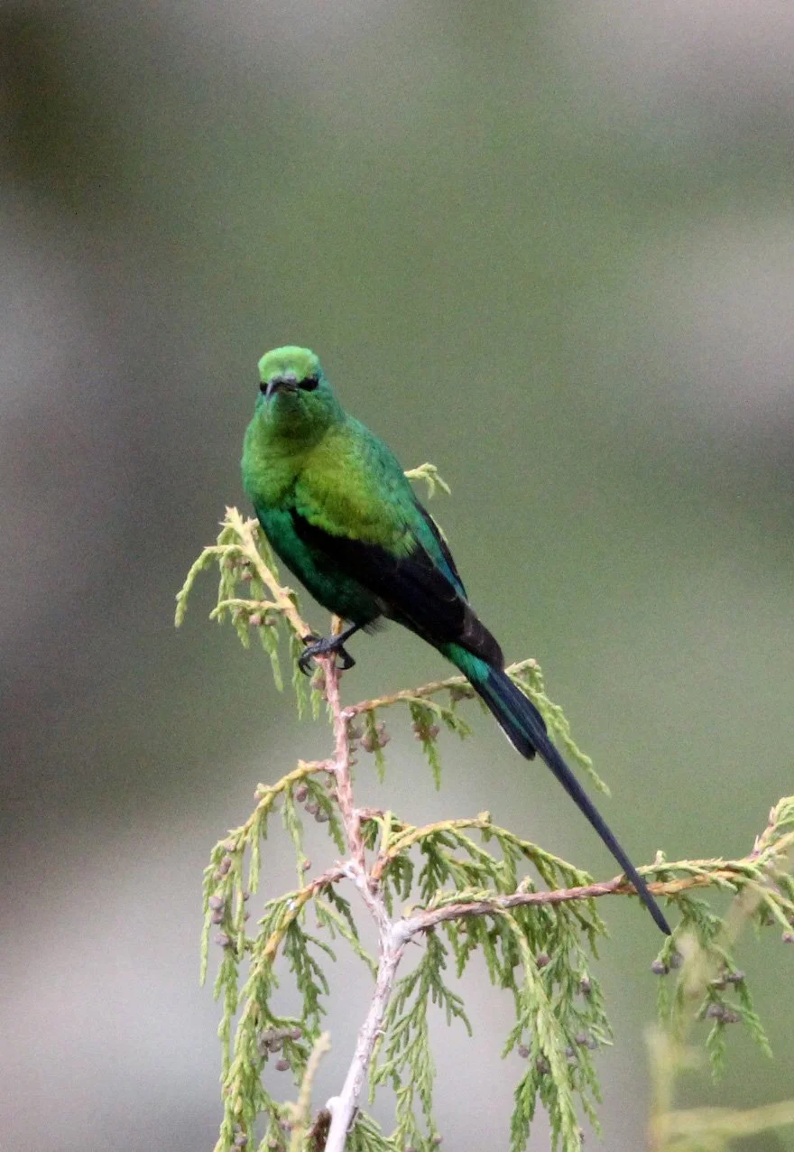 BIRD - SUNBIRD - MALACHITE SUNBIRD - BALE MOUNTAINS NATIONAL PARK ETHIOPIA (8).JPG
