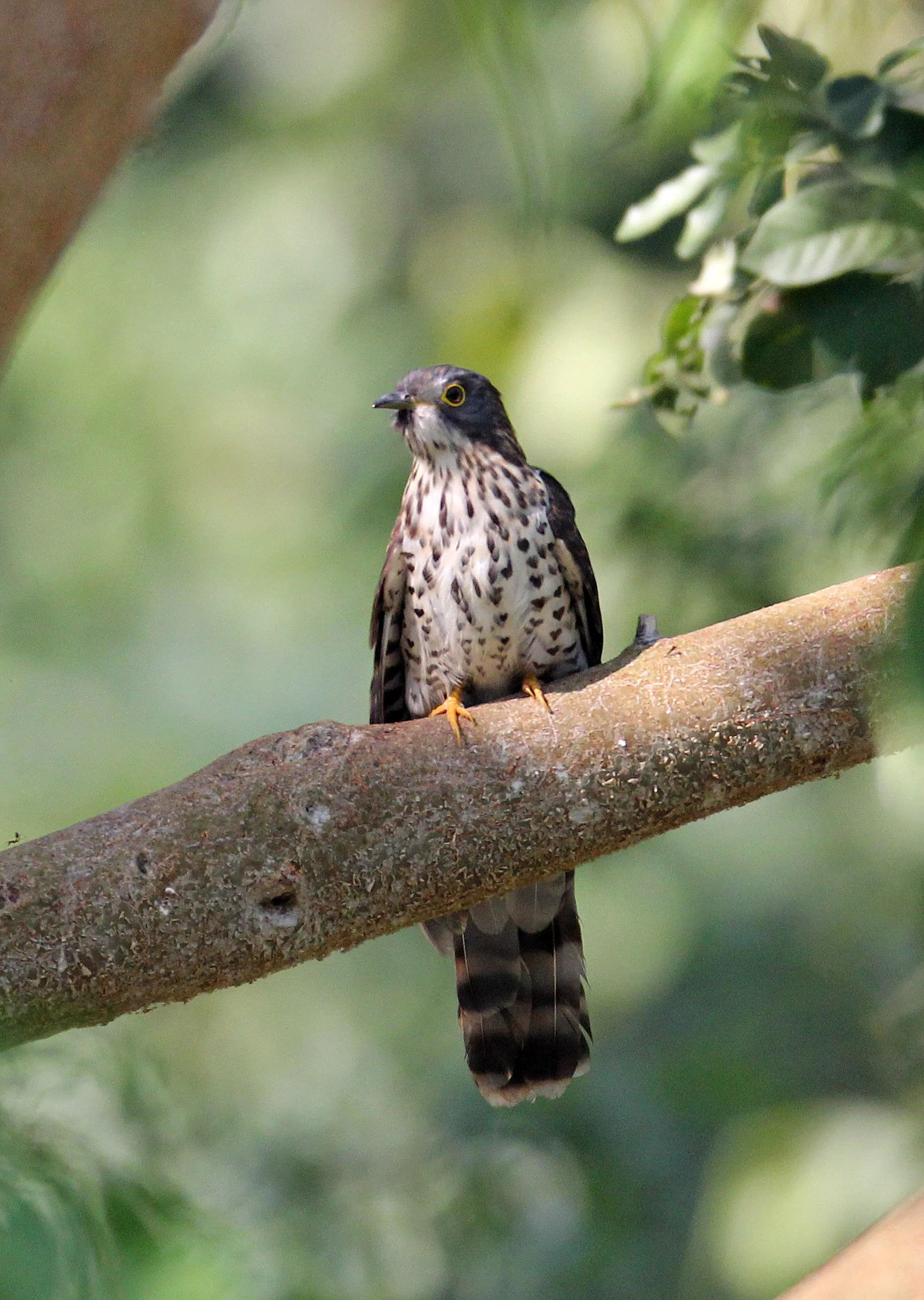 Large Hawk-cuckoo (Hierococcyx sparveroides) Huai Kha Khaeng NWR Thailand (11).JPG