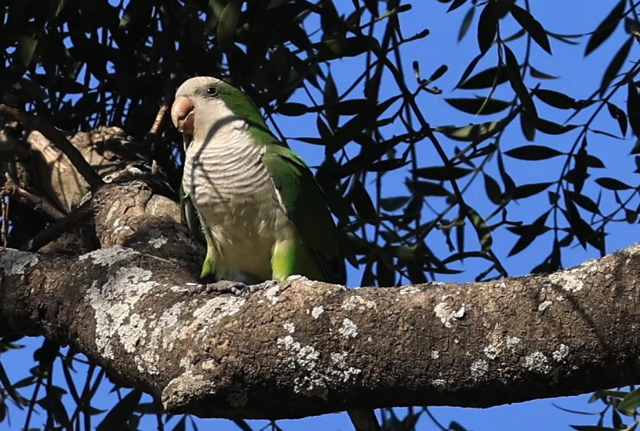 Monk Parakeet (Myiopsitta monachus) Agua Dulce Paraguay (2).jpg