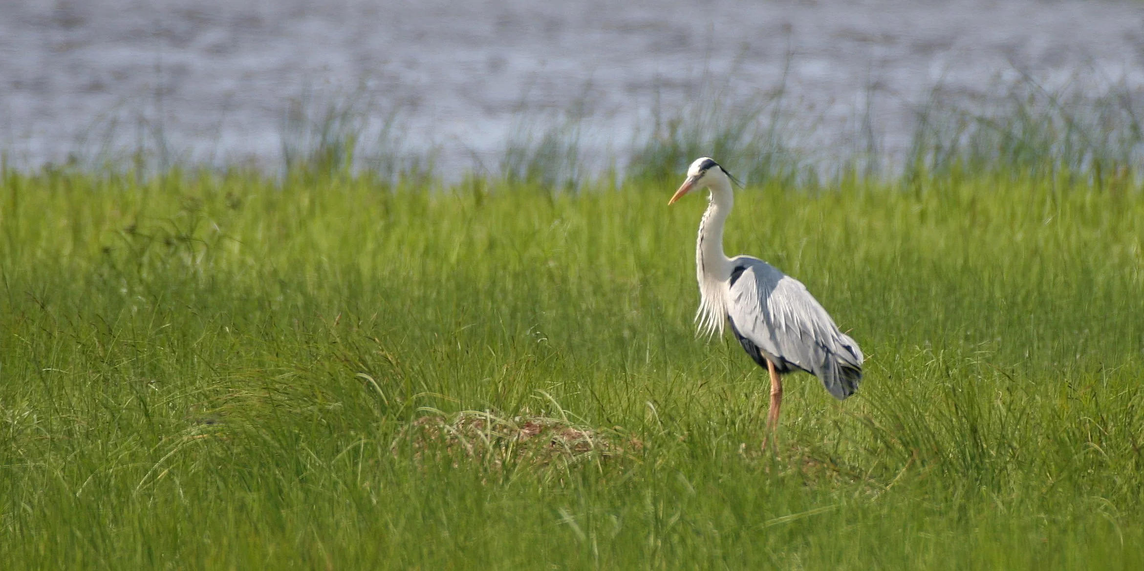 HERON - GREY HERON -  Ardea cinerea - EASTERN LAKE BAIKAL NEAR THE ULAN UDE FERRY STOP (16).jpg