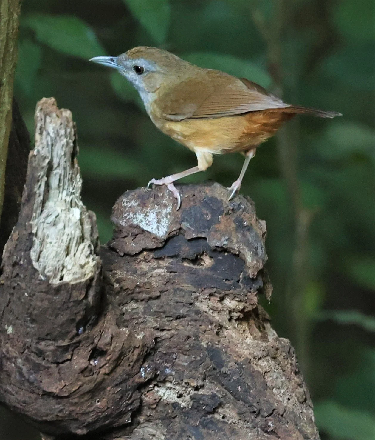 Abbott's Babbler (Malacocincla abbotti)