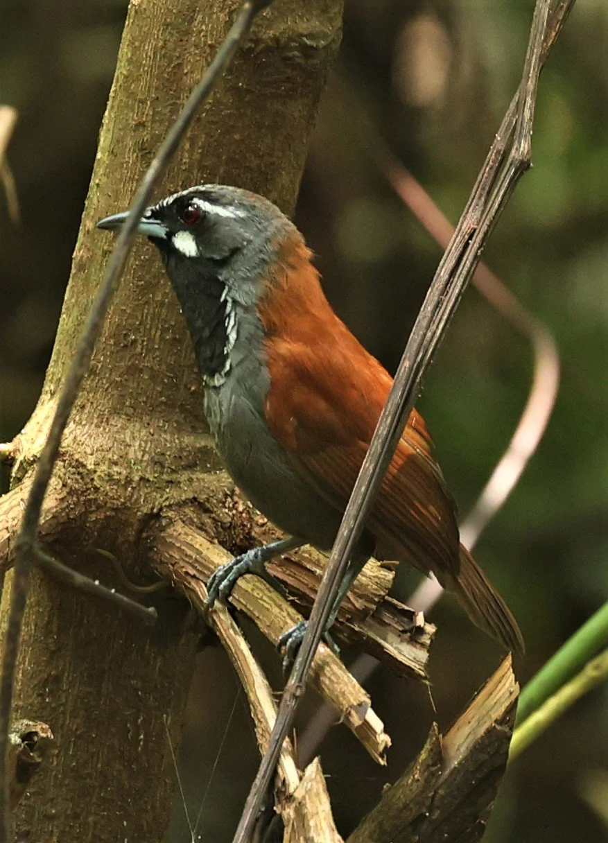 BABBLER- BLACK-THROATED BABBLER - Stachyris nigricollis - KRUNG CHING, KHAO LUANG NP NST, APRIL 2022 (22).jpg