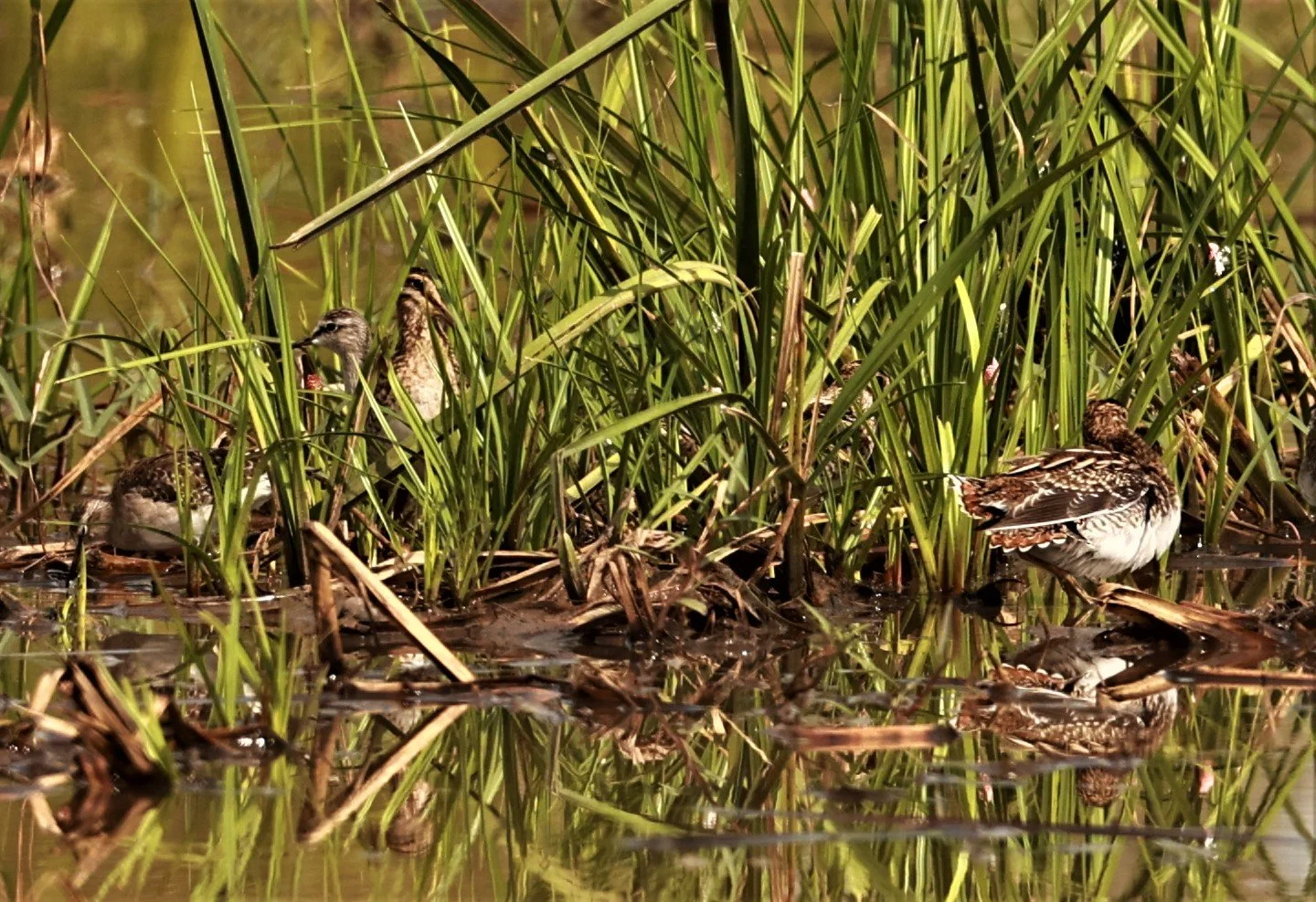 SNIPE - COMMON SNIPE - Gallinago gallinago - PATHUM THANI RICE RESEARCH CENTER NOV 26 2022 (5).jpg