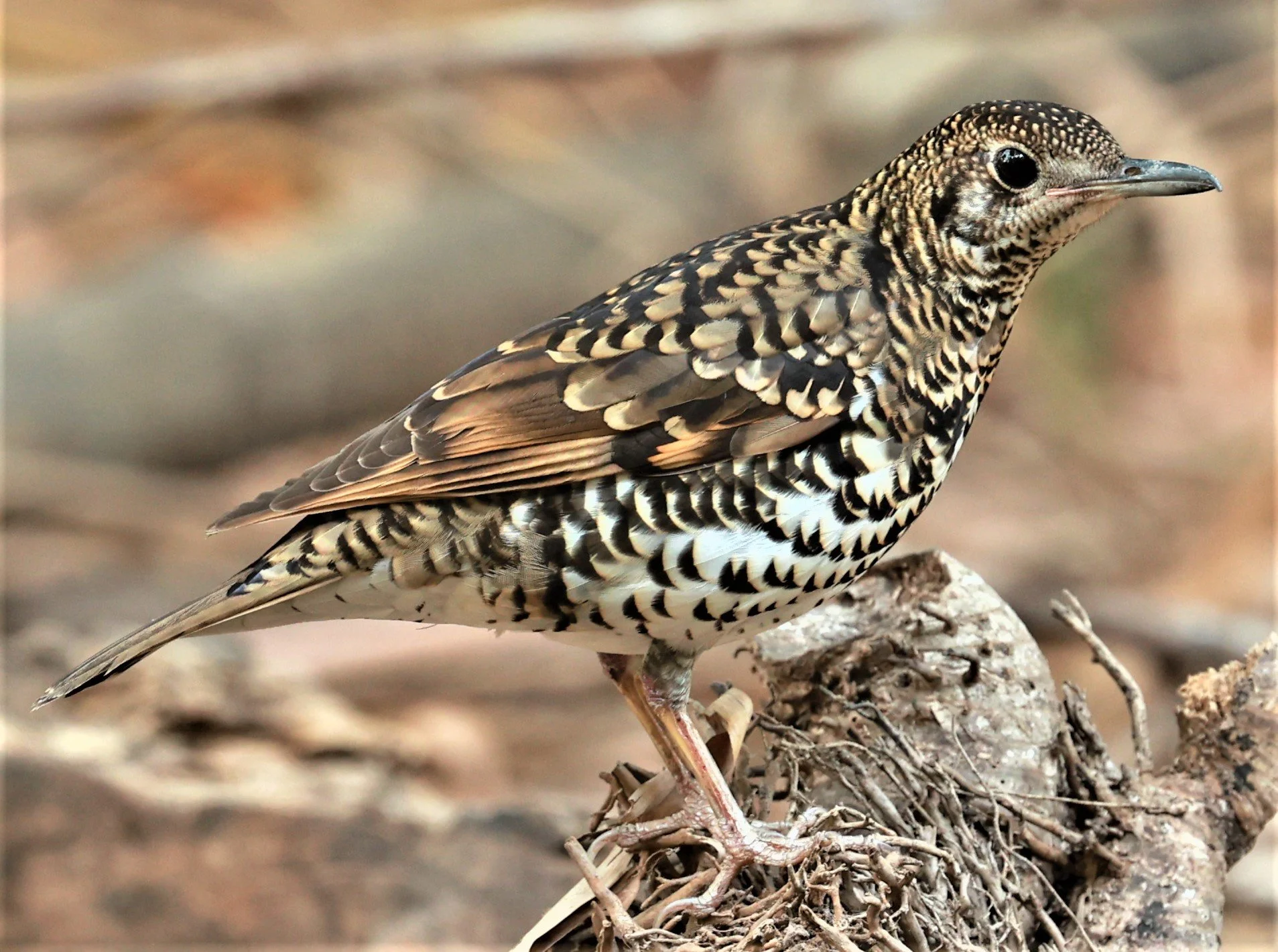 White's Thrush (Zoothera aurea) Putthamonthon Park Nakhon Pathom Thailand (206).jpg