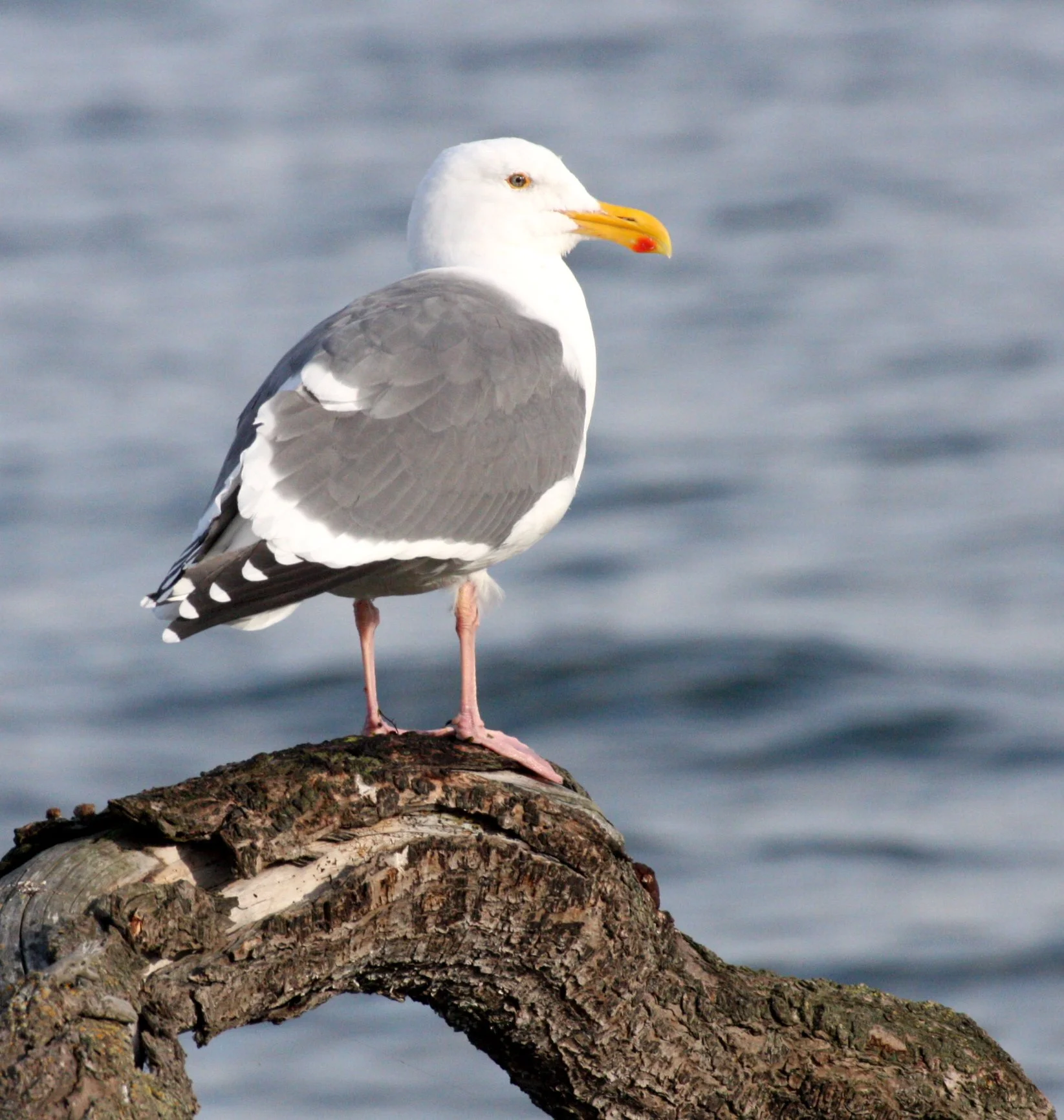 BIRD - GULL - OLYMPIC DOVE - JAMESTOWN WA (3).JPG