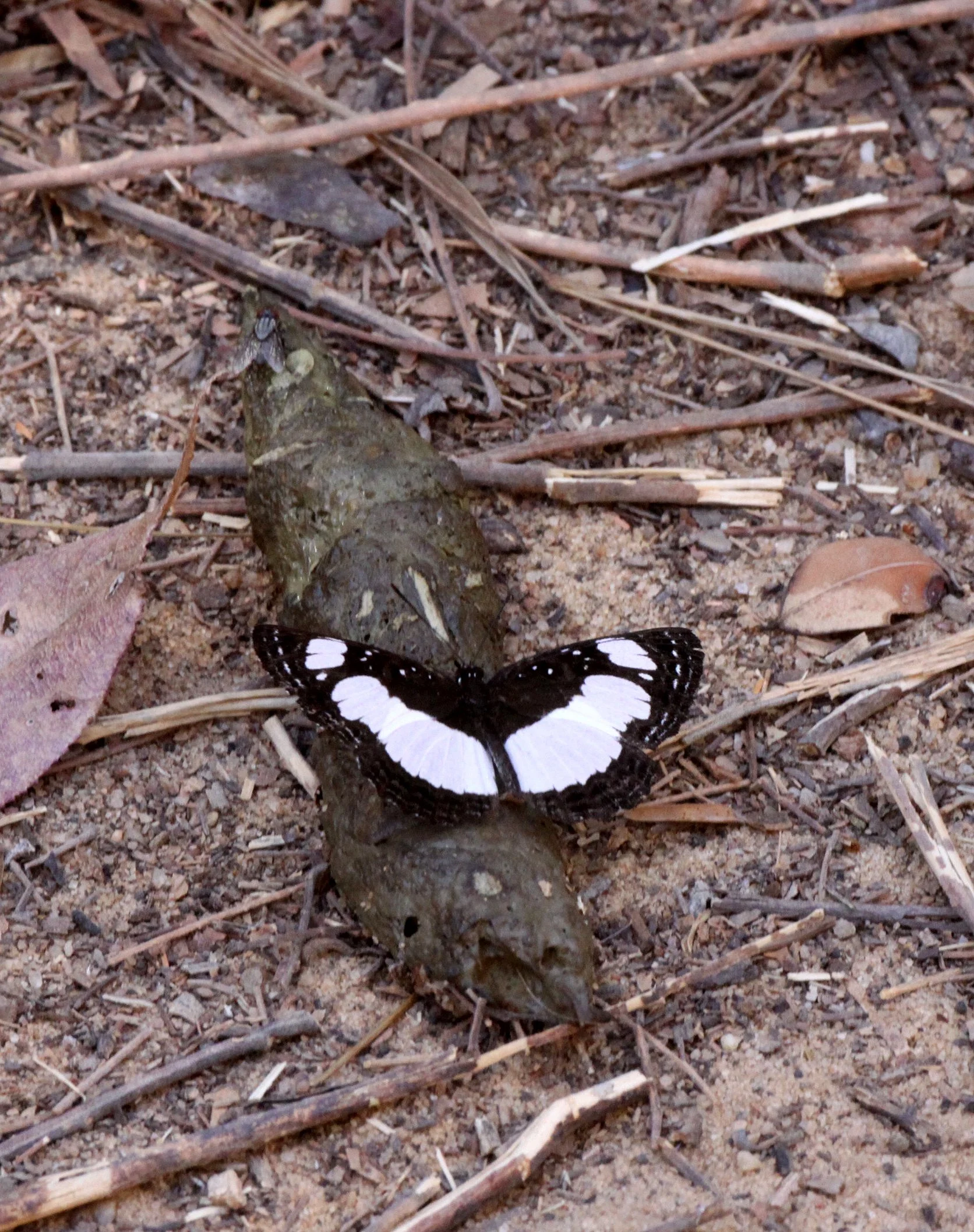 Nymphalidae - Neptis kikideli - Kirindy NP, Madagascar