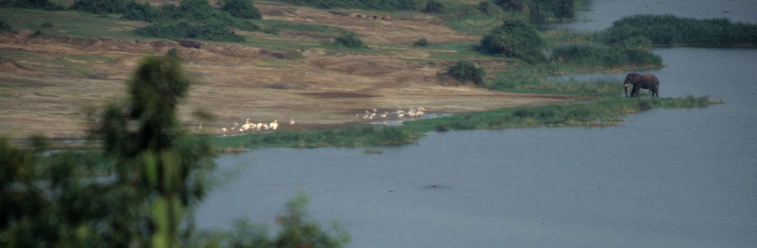 BOVID - ELAND - GREATER - UGANDA QE (7).jpg