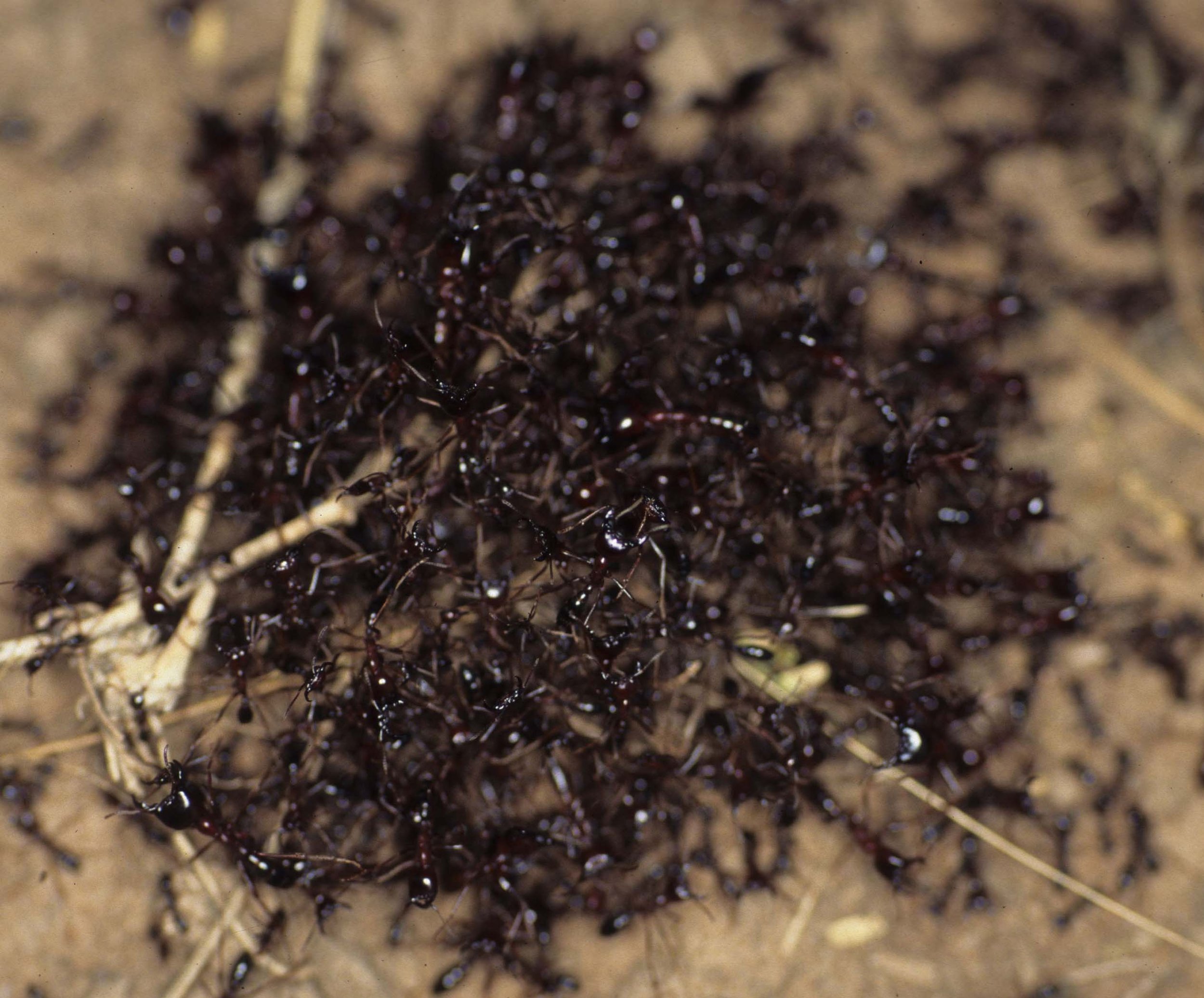 INVERTS - HYMENOPTERA - ARMY ANTS - UGANDA A (3).jpg