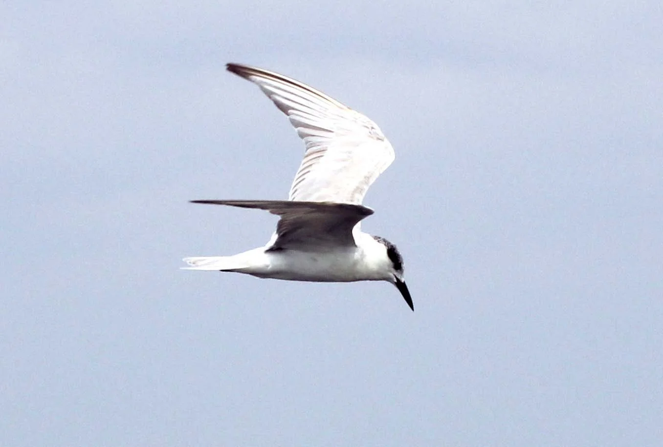 TERN - WHISKERED TERN - Chlidonias hybridus - THALE NOI WATERBIRD PARK - PHATTHALUNG 6 (3).JPG