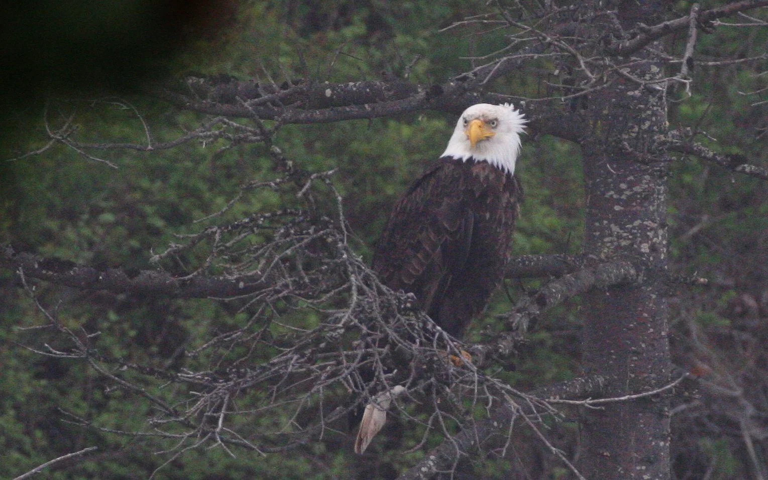 BIRD - EAGLE - BALD EAGLE - LAKE FARM BLUFFS WA (13).JPG
