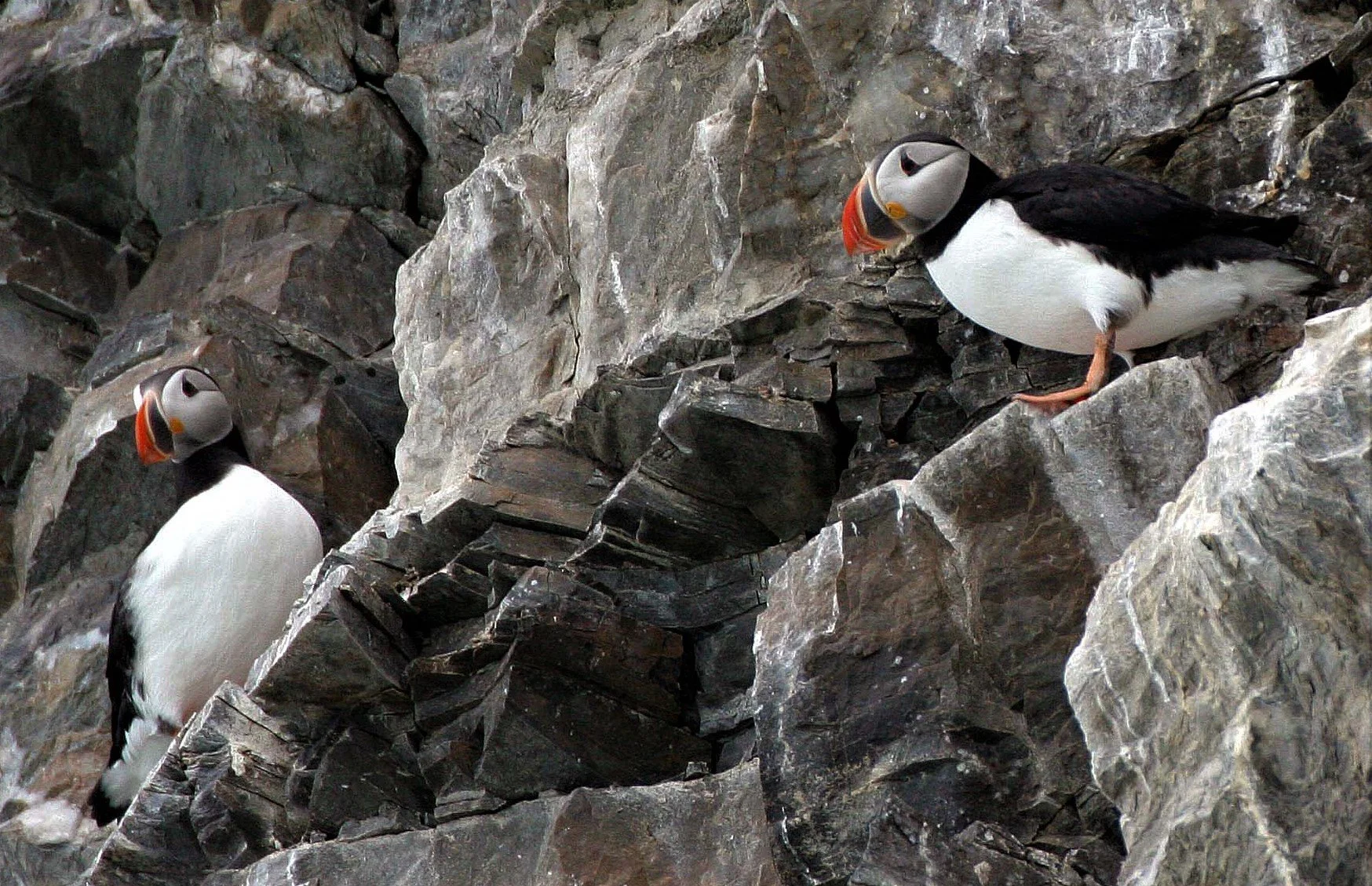 Fratercula arctica - ATLANTIC PUFFIN - SVALBARD aa (3).jpg