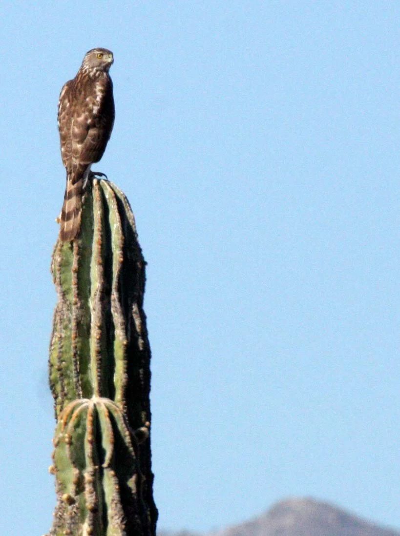 Accipiter cooperii - COOPER'S HAWK - CATAVINA DESERT BAJA MEXICO (5).JPG