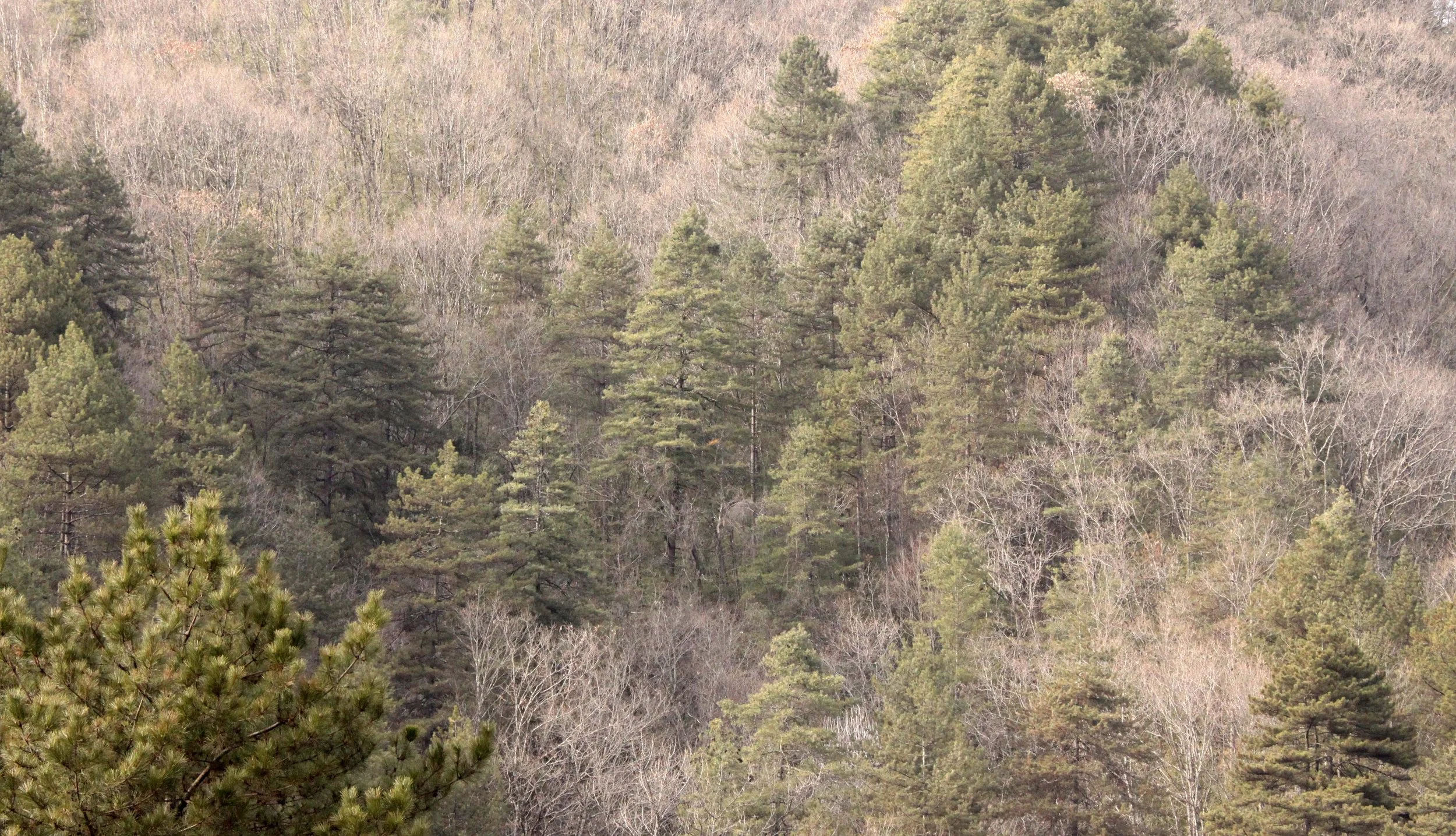 FOPING NATURE RESERVE - SHAANXI PROVINCE CHINA (168).JPG
