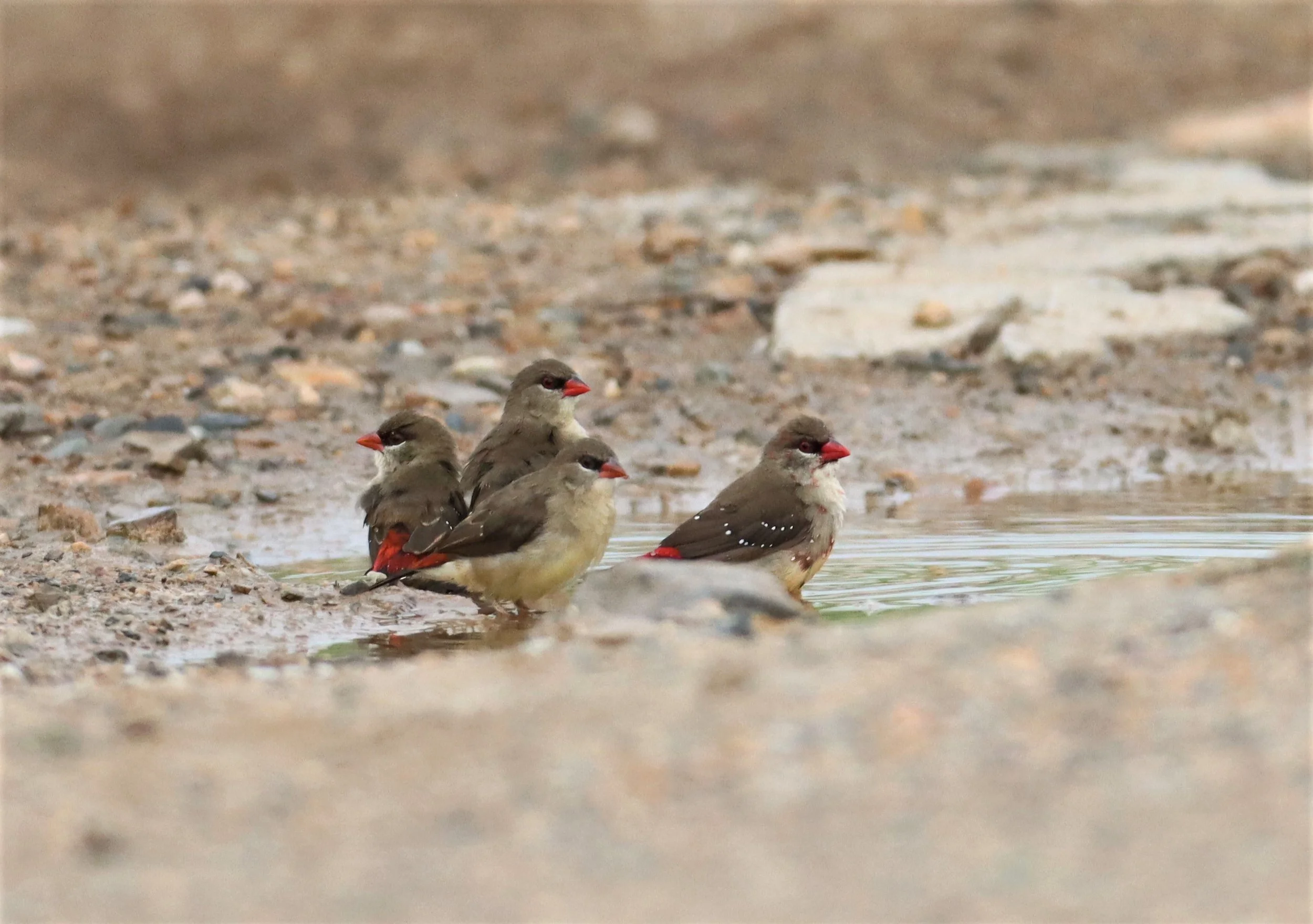 RED AVADAVAT - Amandava amandava - LAT KRABANG WETLANDS THAP YAO (16).jpg