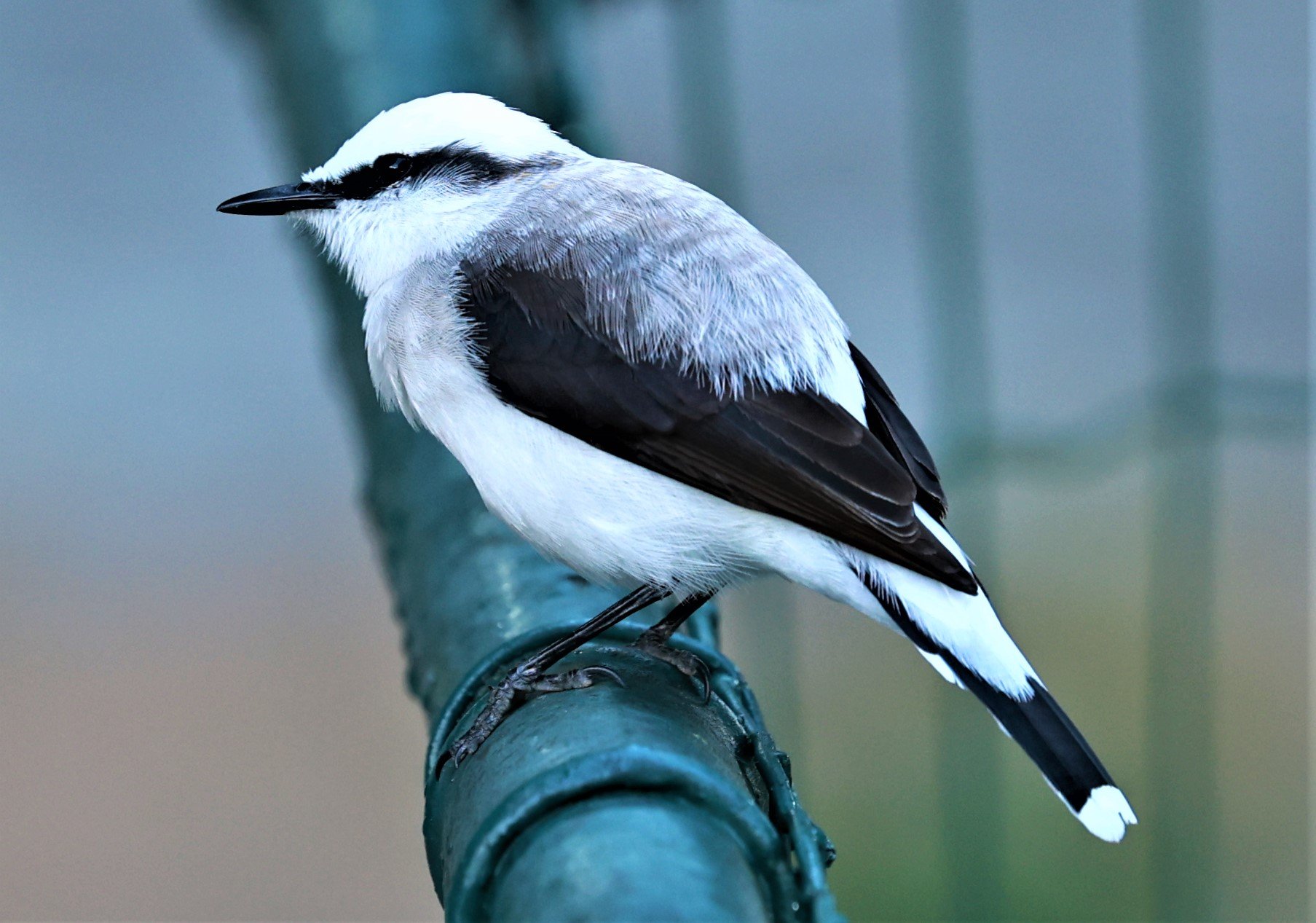 Birds of Rio de Janeiro — Coke Smith Wildlife